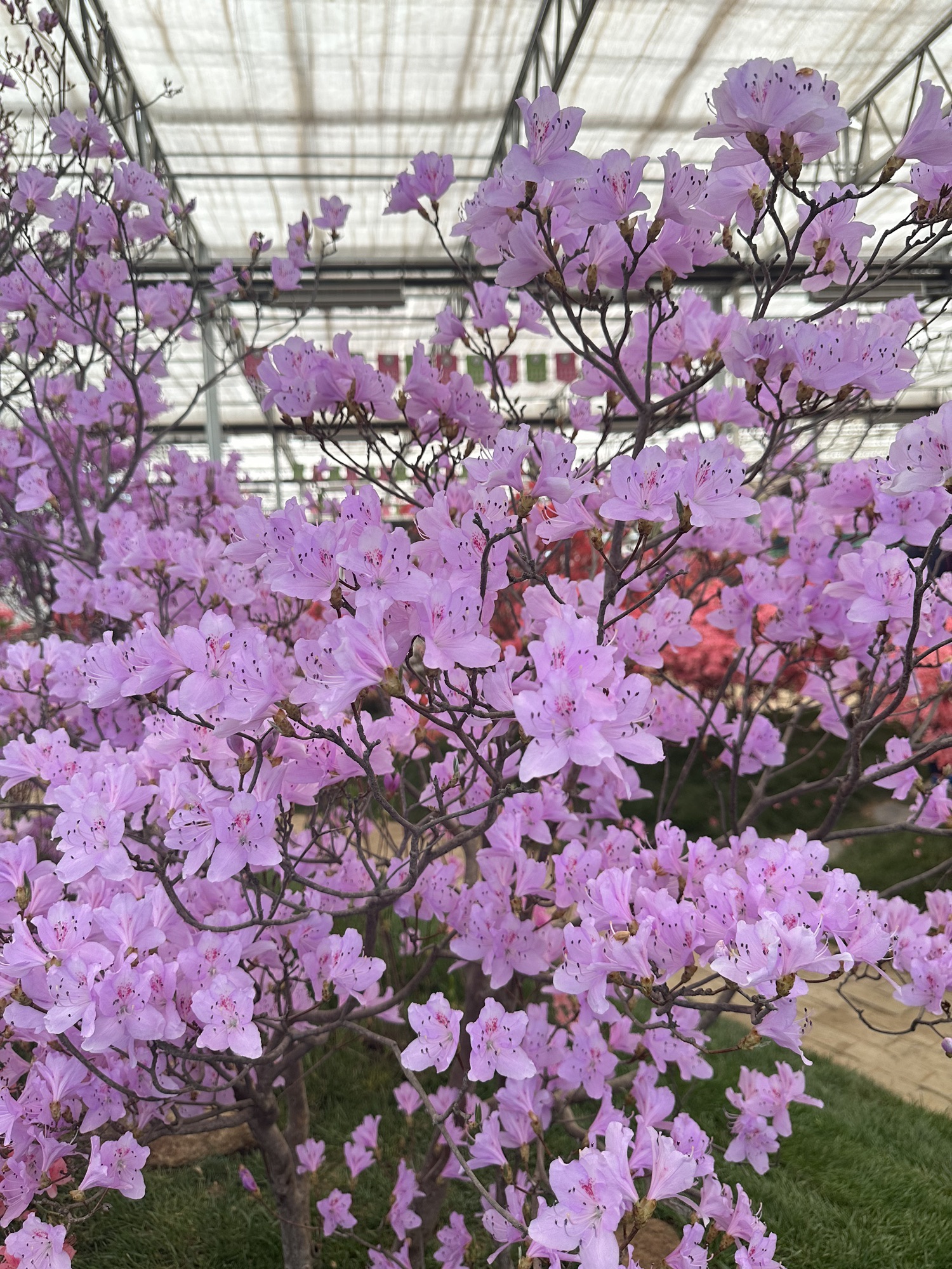 中国杜鹃花博览园旅行图片 2