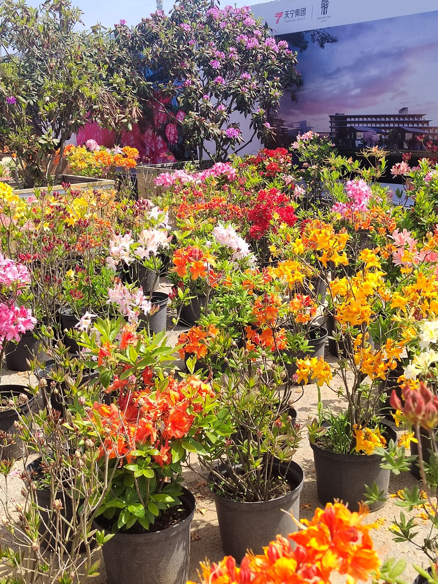 中国杜鹃花博览园旅行图片 2