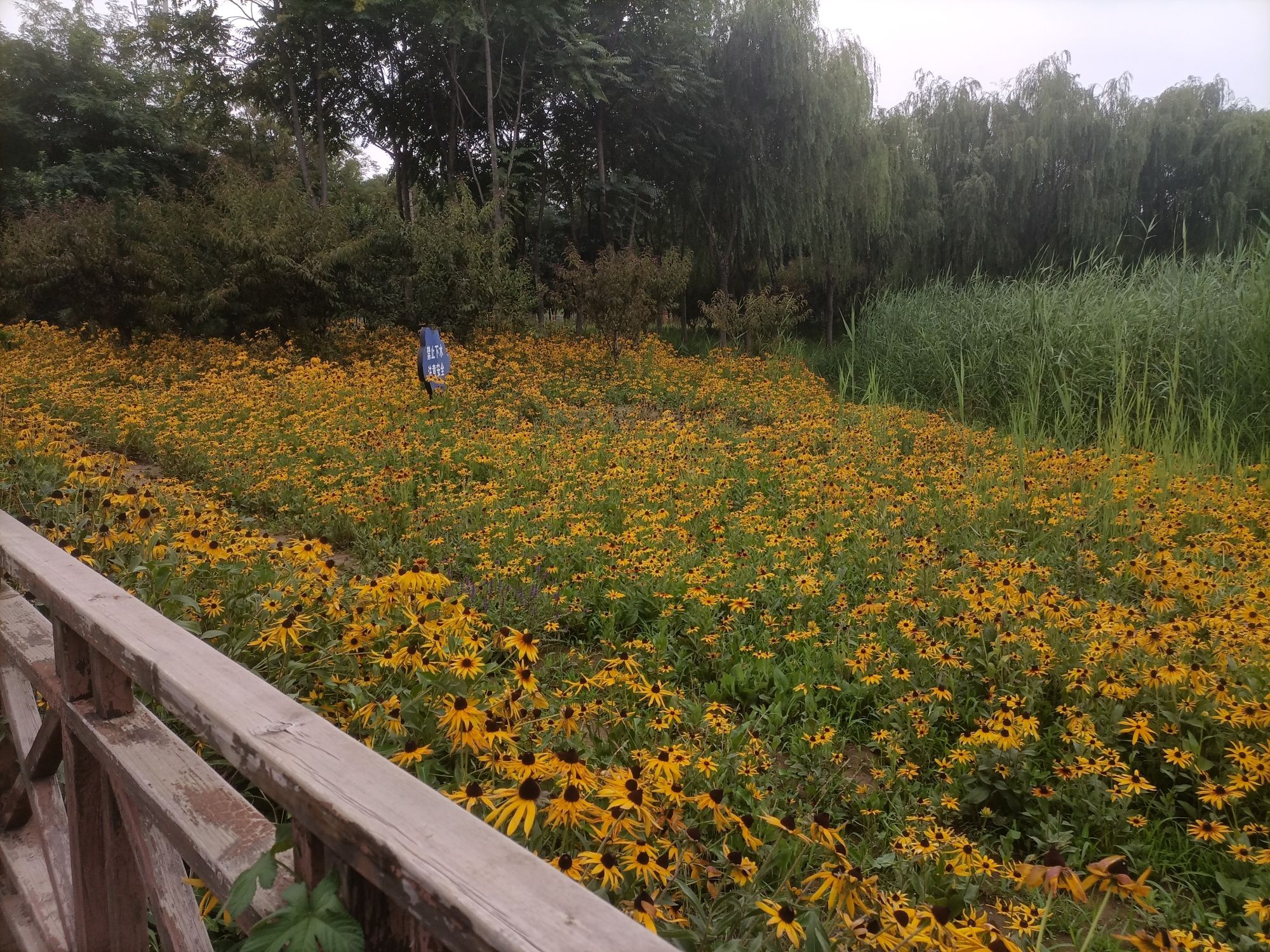 复兴公园旅行图片 2