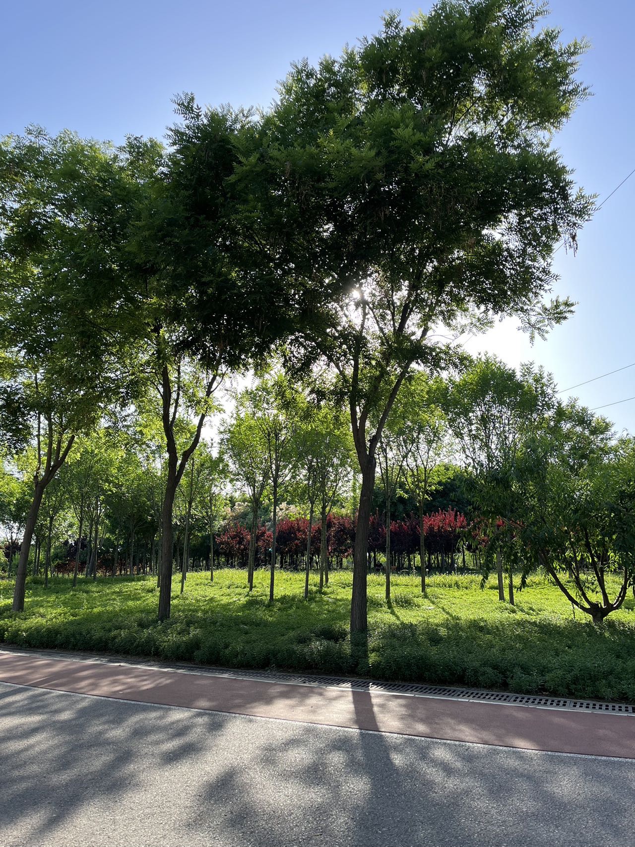 复兴公园旅行图片 1