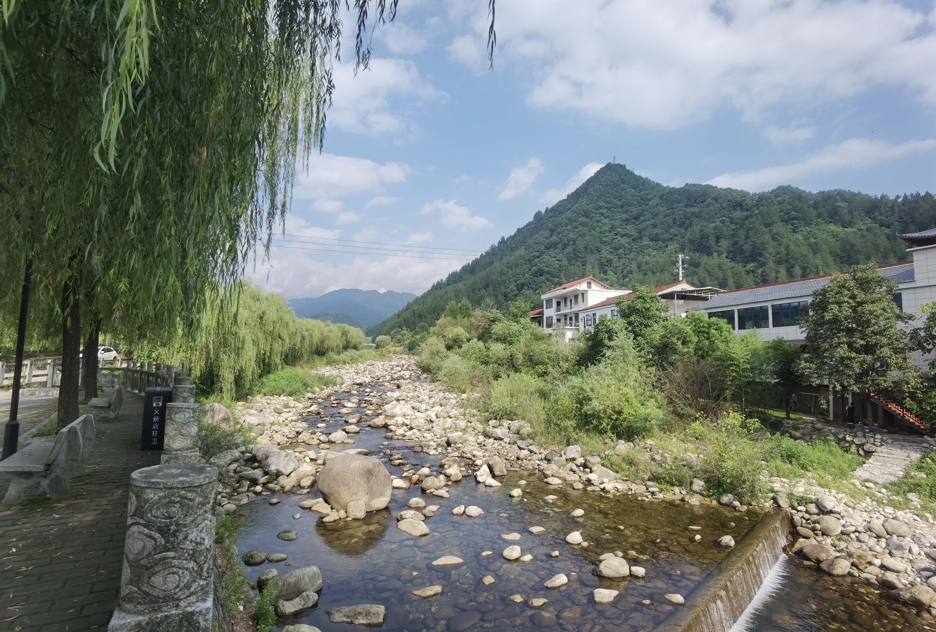 留坝千年银杏树