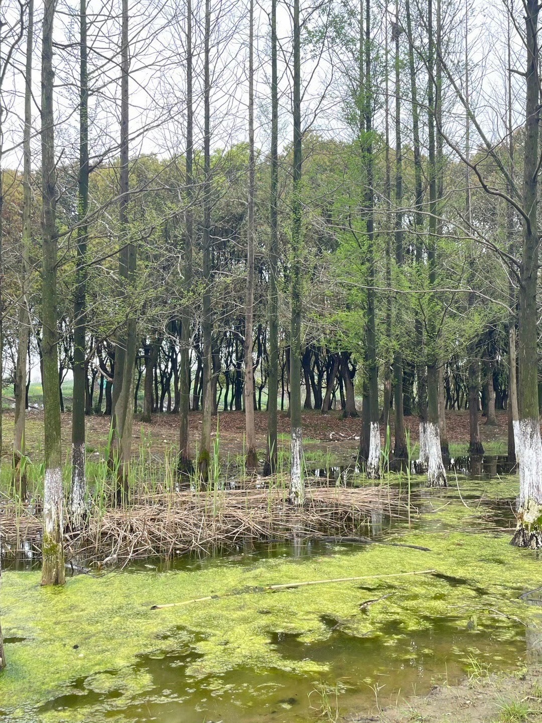 湘家荡森林公园旅行图片 2