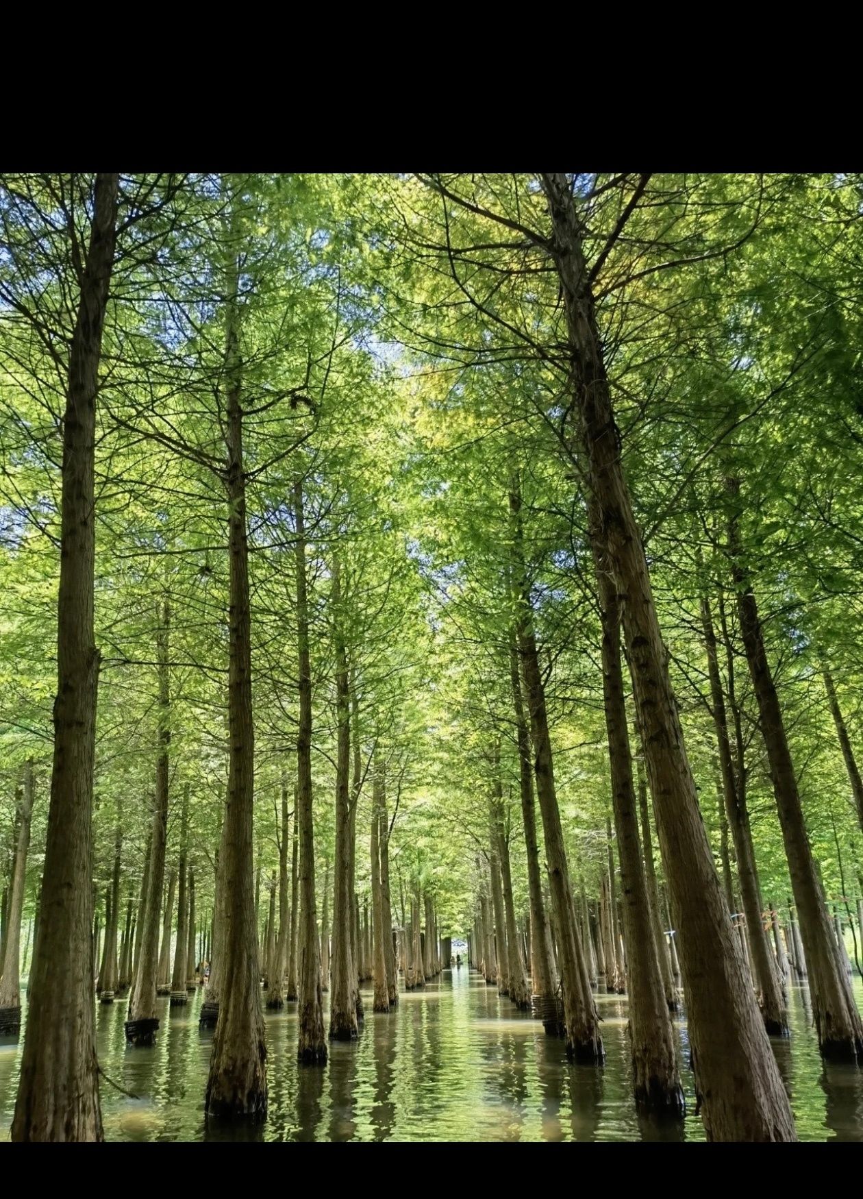 湘家荡森林公园旅行图片 1