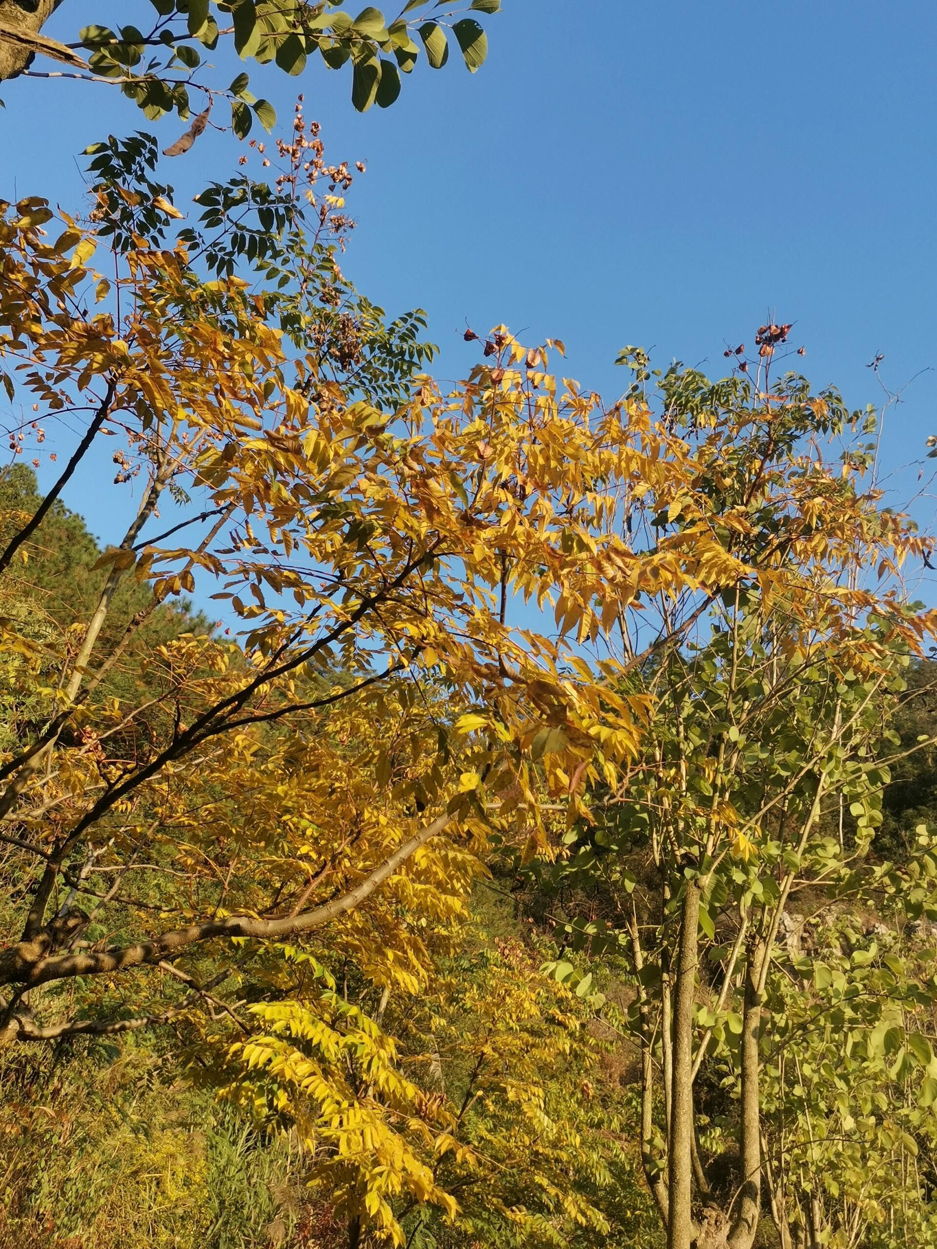 玉融山公园旅行图片 1