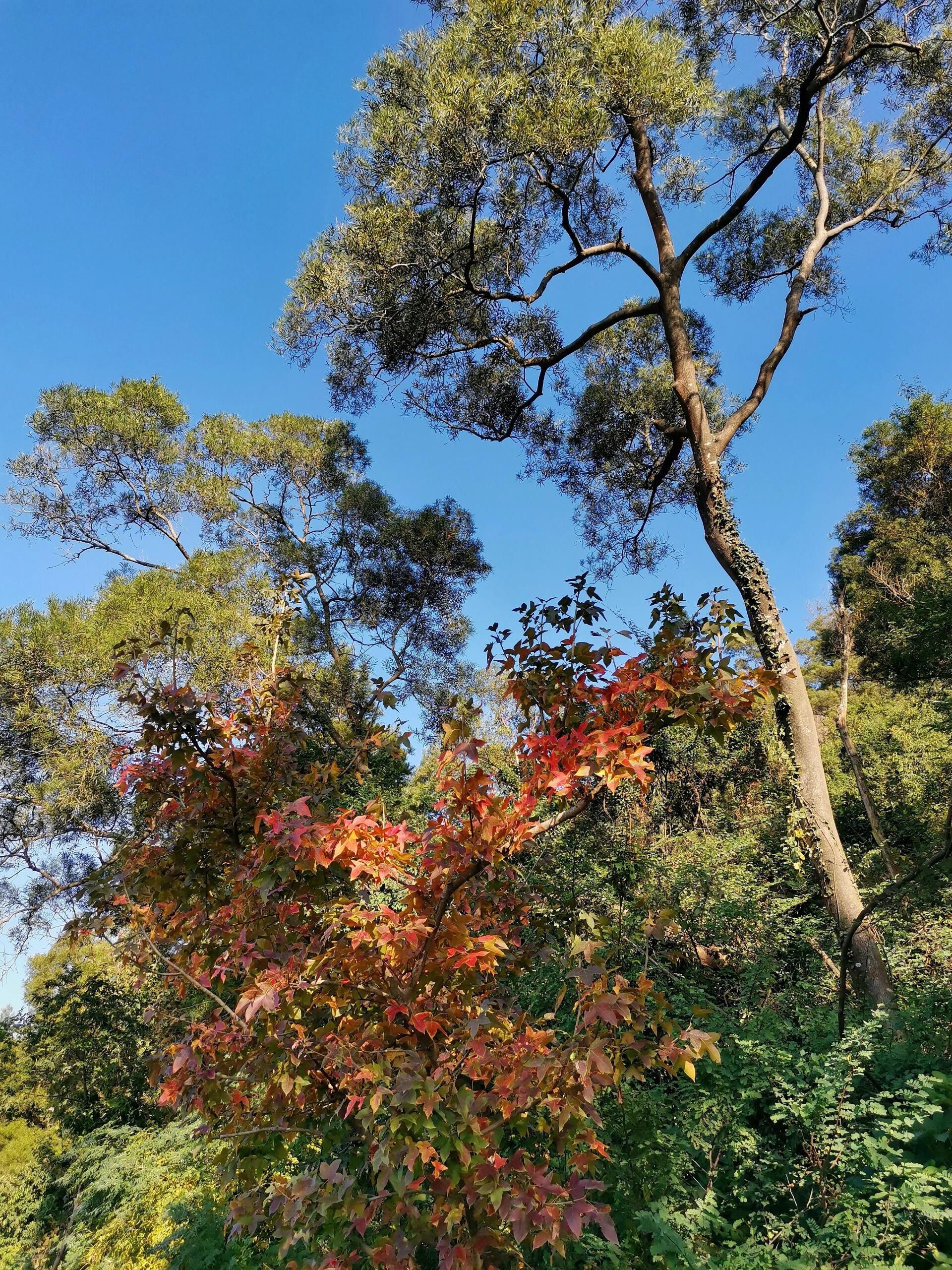 玉融山公园旅行图片 2