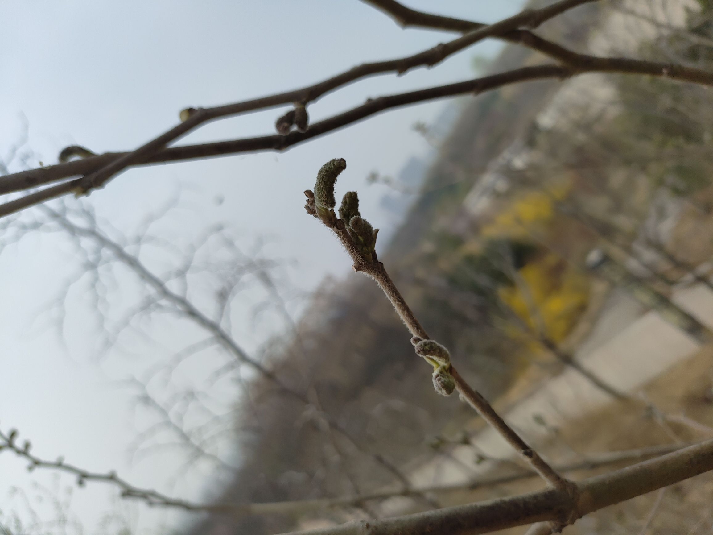 万佛山森林公园旅行图片 3