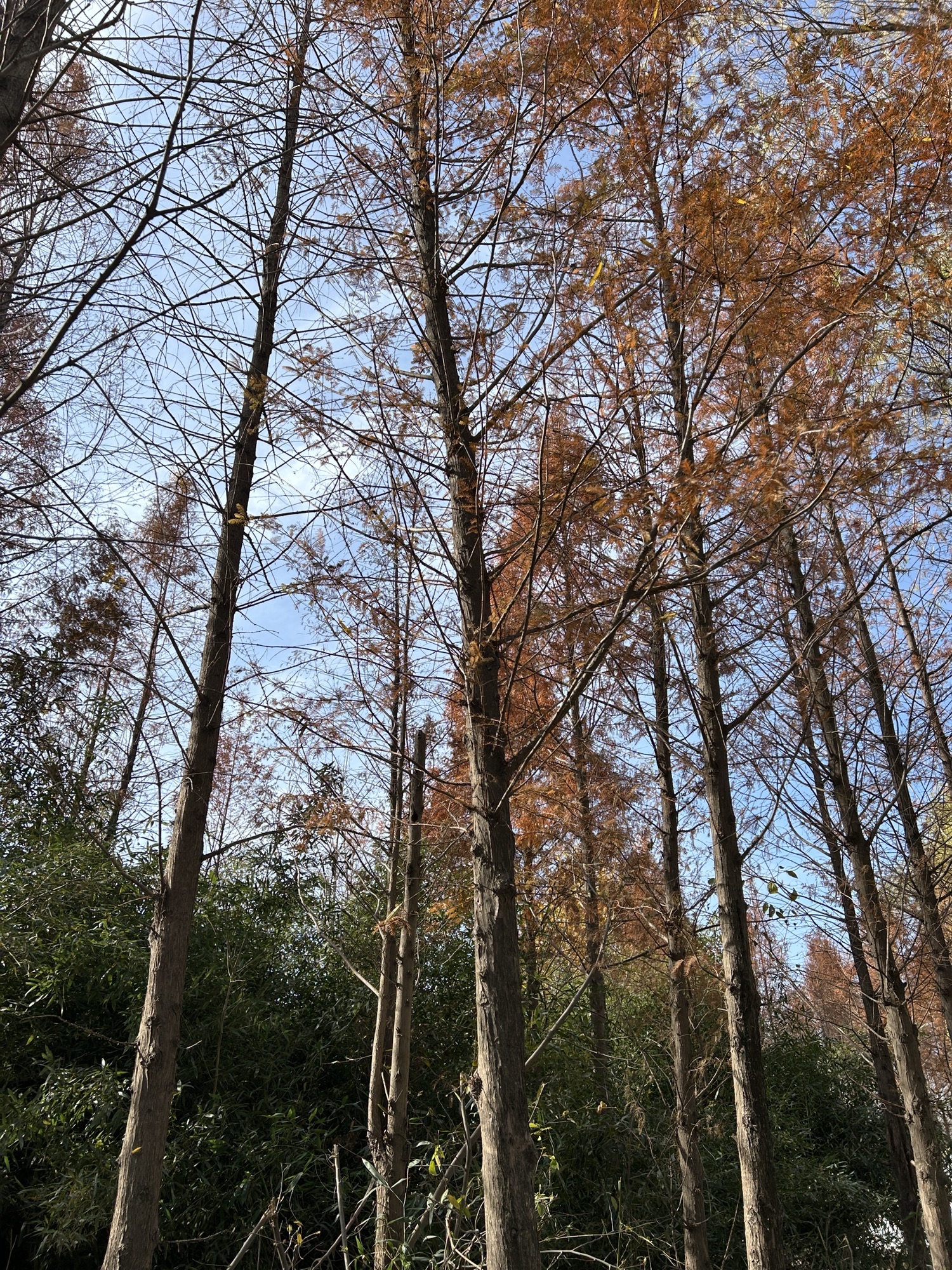 两河口省级森林公园旅行图片 3
