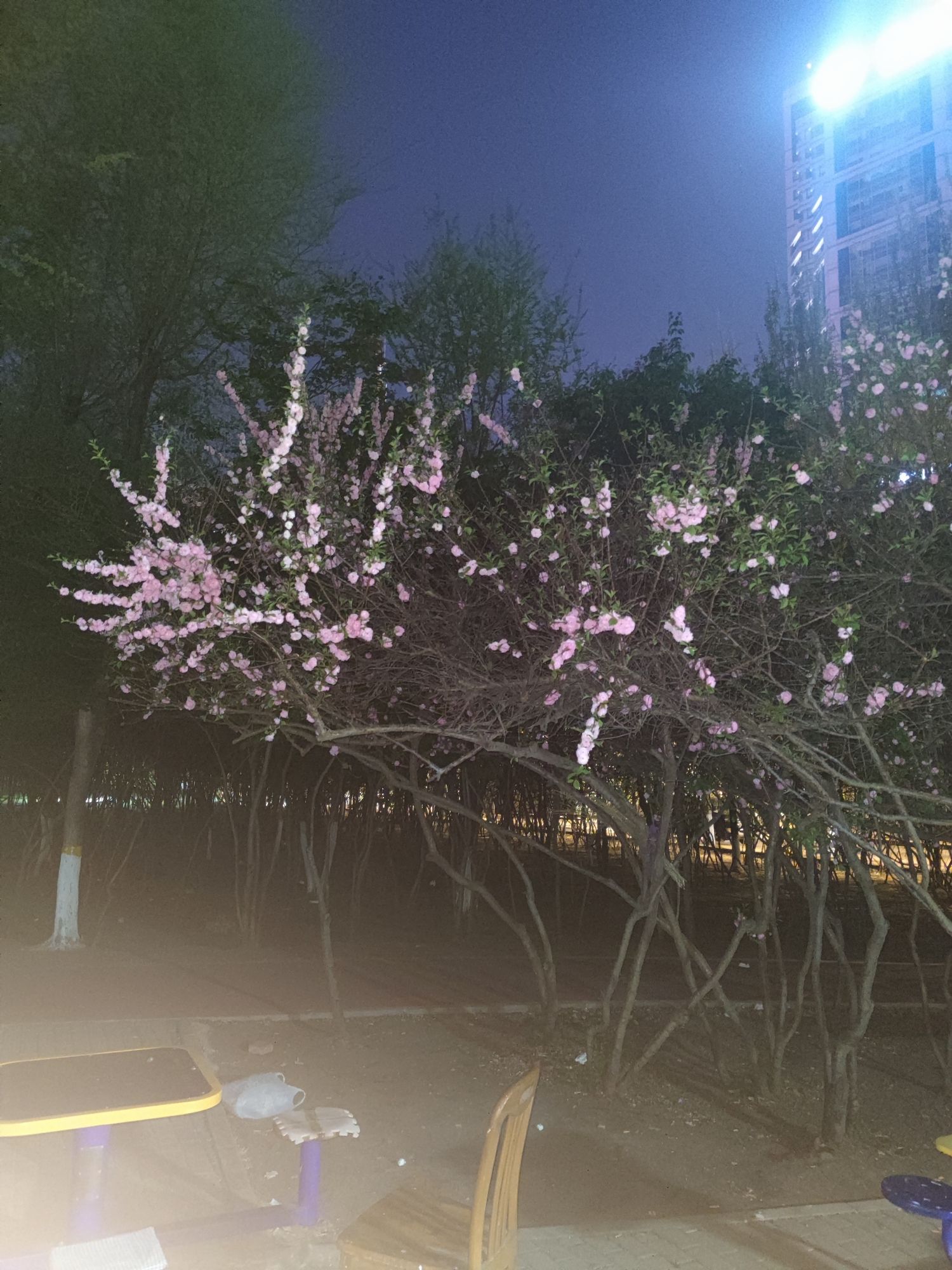 生态园旅行图片 3