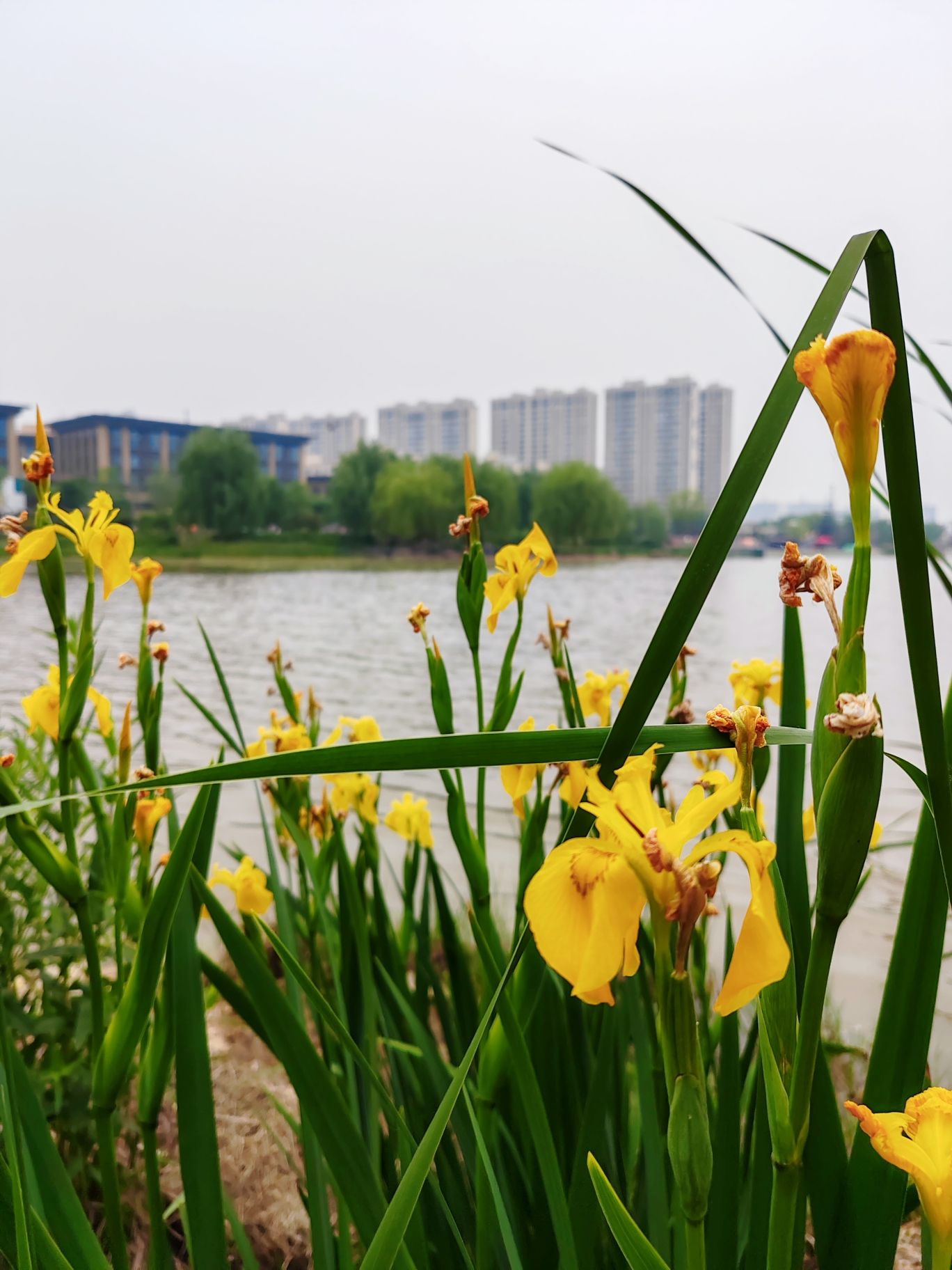 鸿雁湖公园旅行图片 2