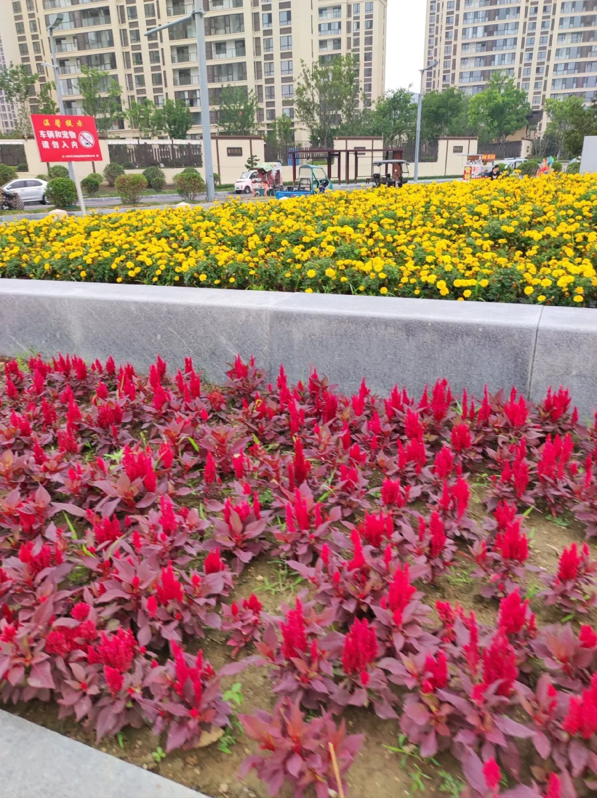 鸿雁湖公园旅行图片 1