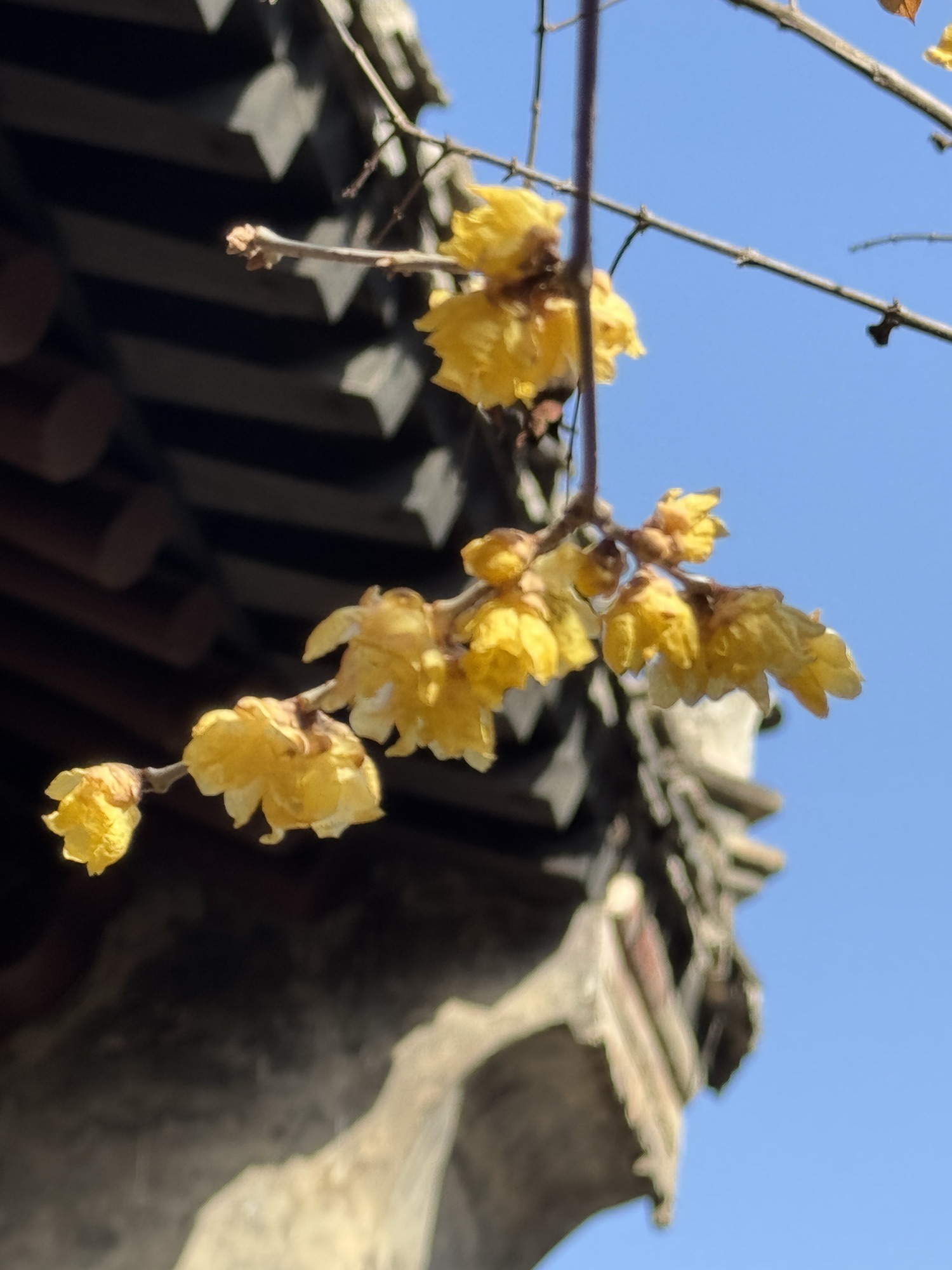 秦家大院旅行图片 1