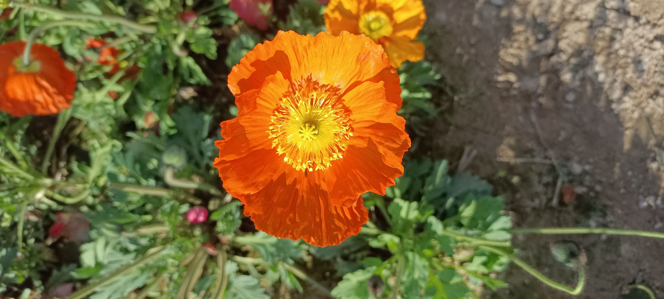 巴山花海旅行图片 1