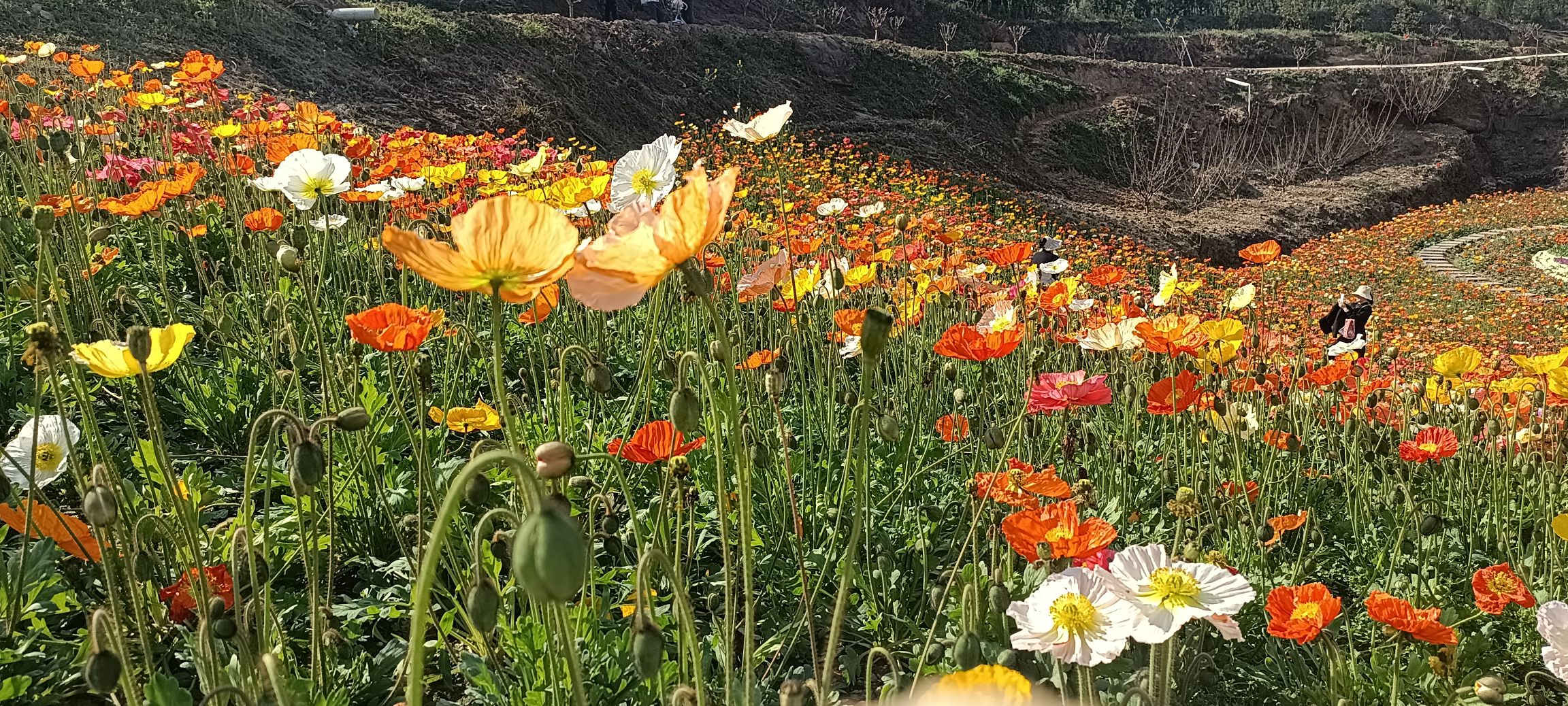 巴山花海旅行图片 2