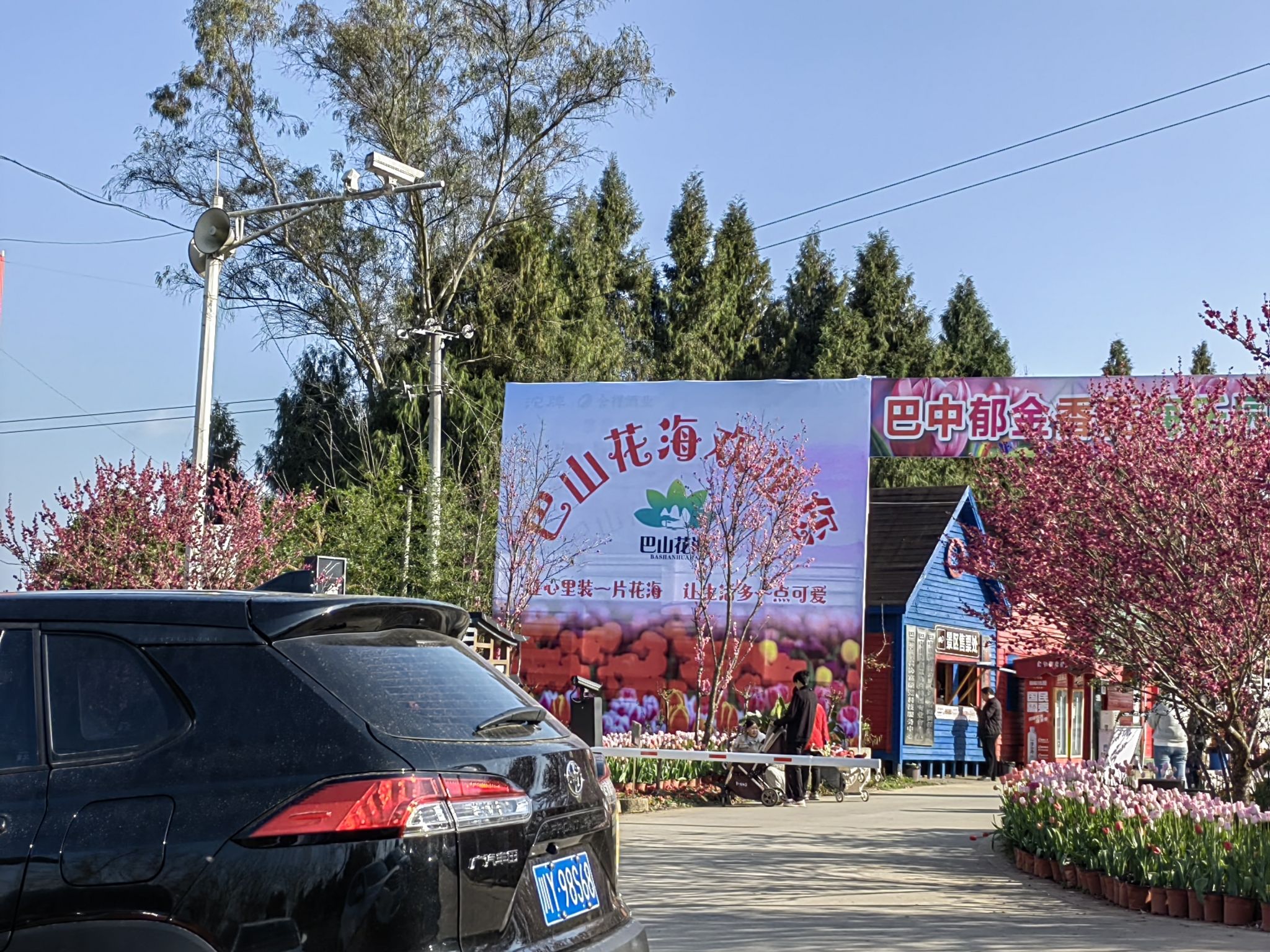 巴山花海旅行图片 2