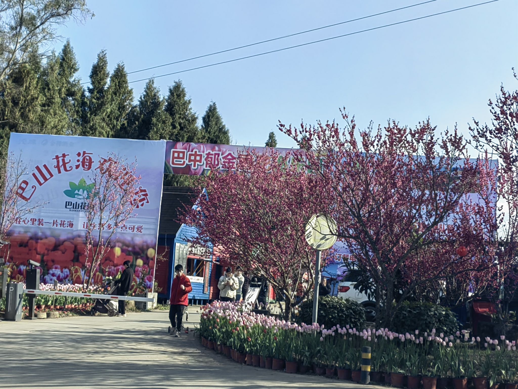 巴山花海旅行图片 1