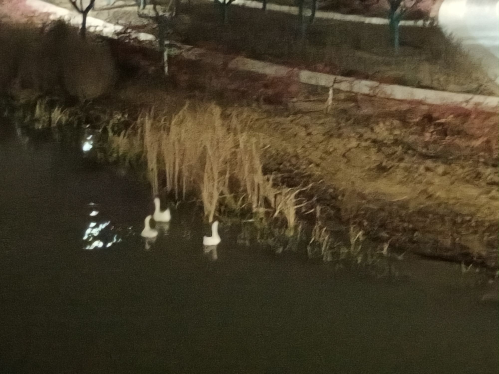 洪河湿地公园旅行图片 1
