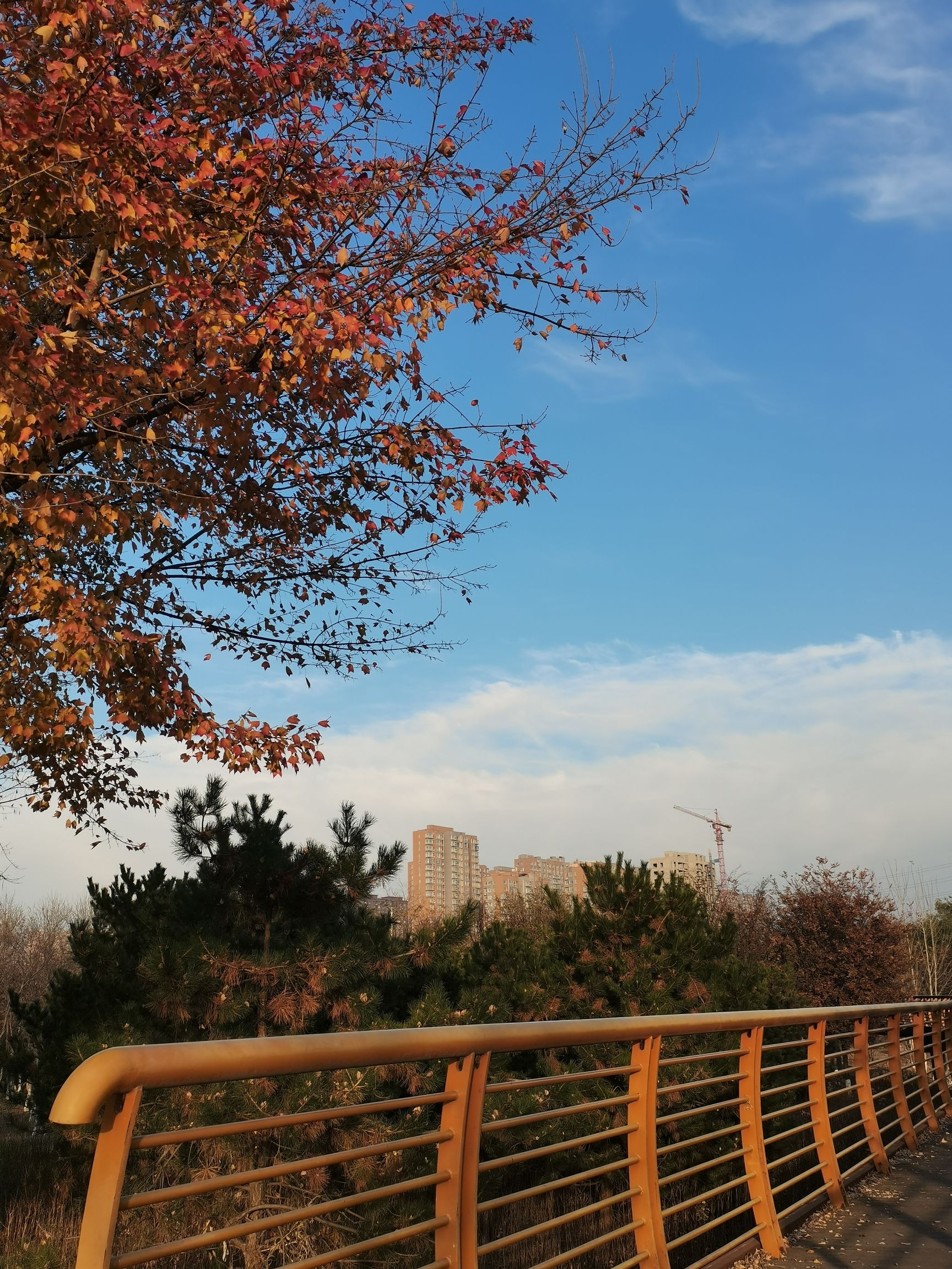洪河湿地公园旅行图片 1