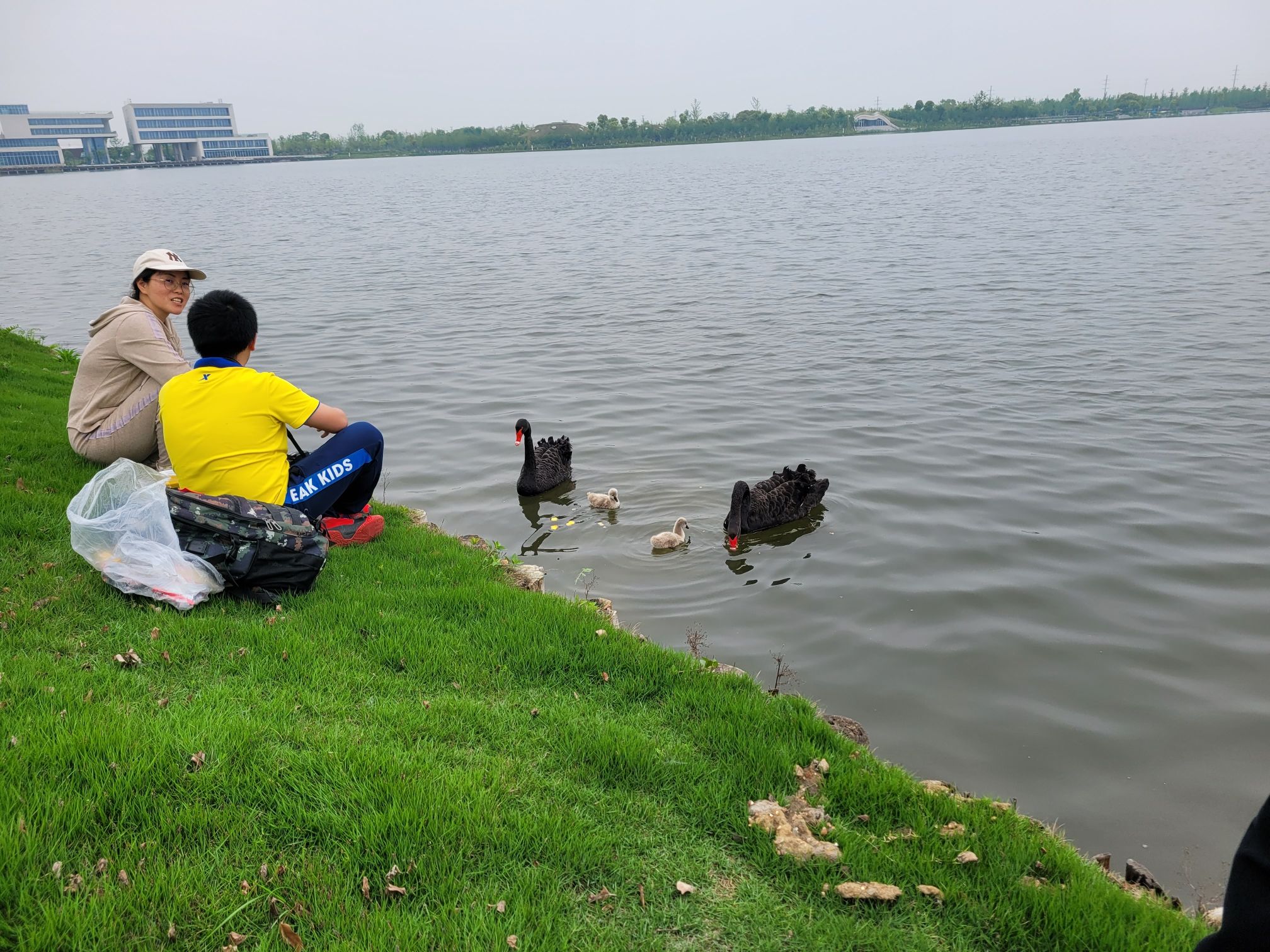 华章·银杏天鹅湖旅行图片 3