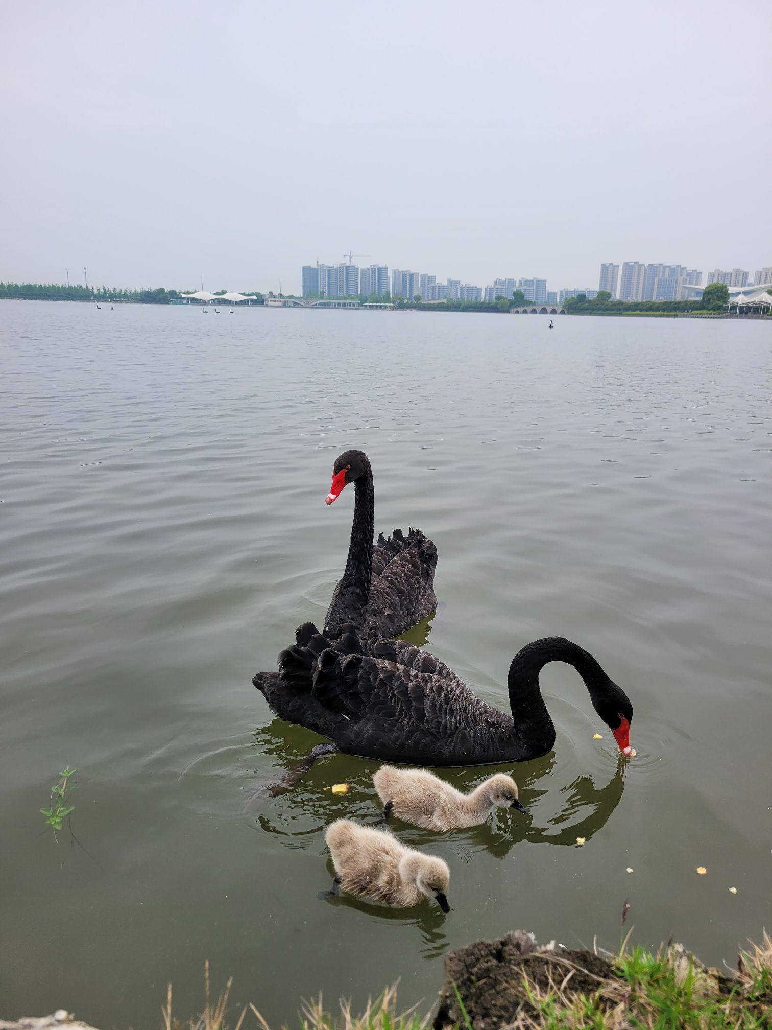 华章·银杏天鹅湖旅行图片 2