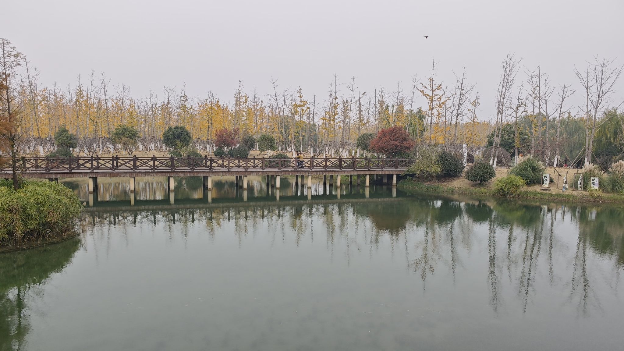 华章·银杏天鹅湖旅行图片 2