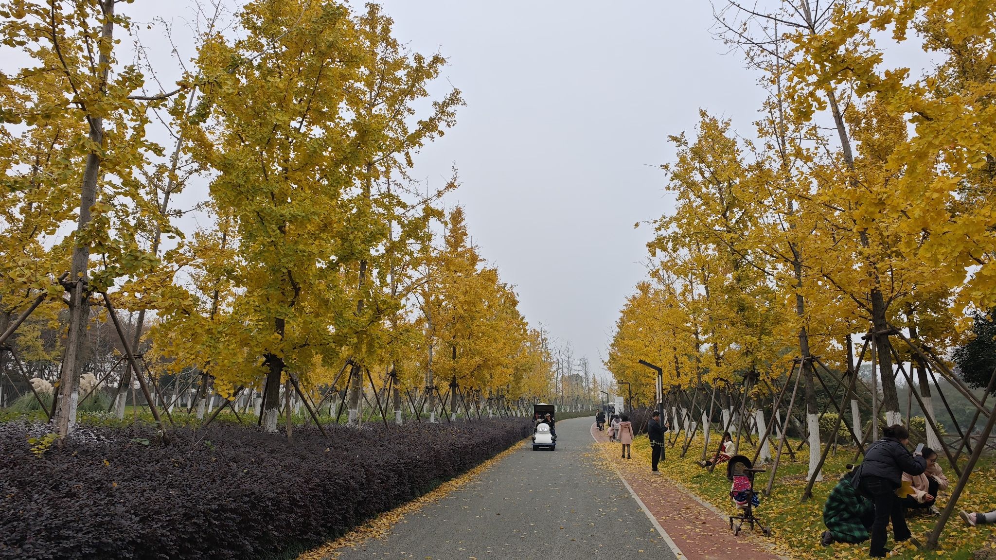 华章·银杏天鹅湖旅行图片 1