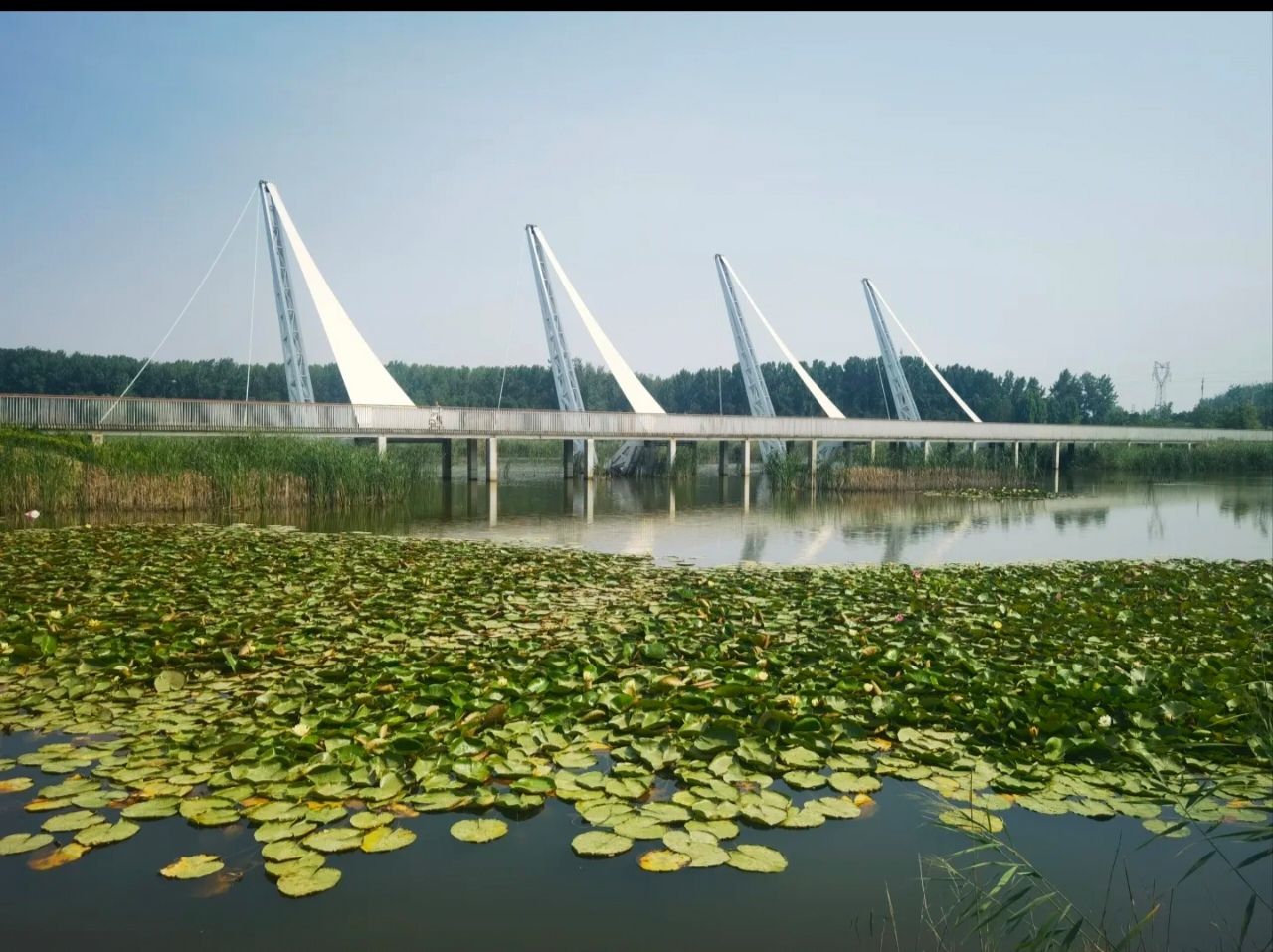 周口市沙河湾湿地公园旅行图片 1
