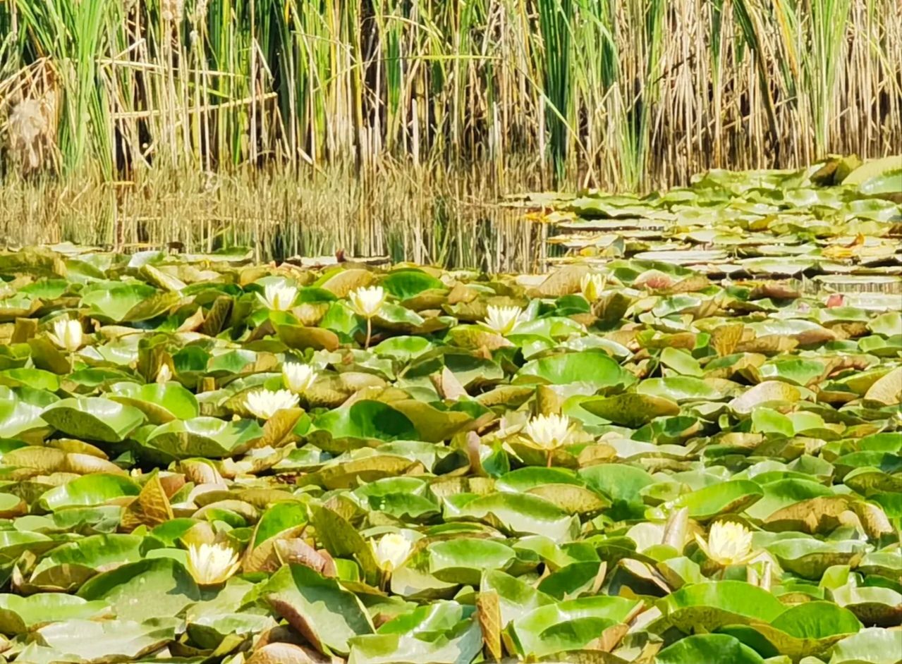 周口市沙河湾湿地公园旅行图片 3