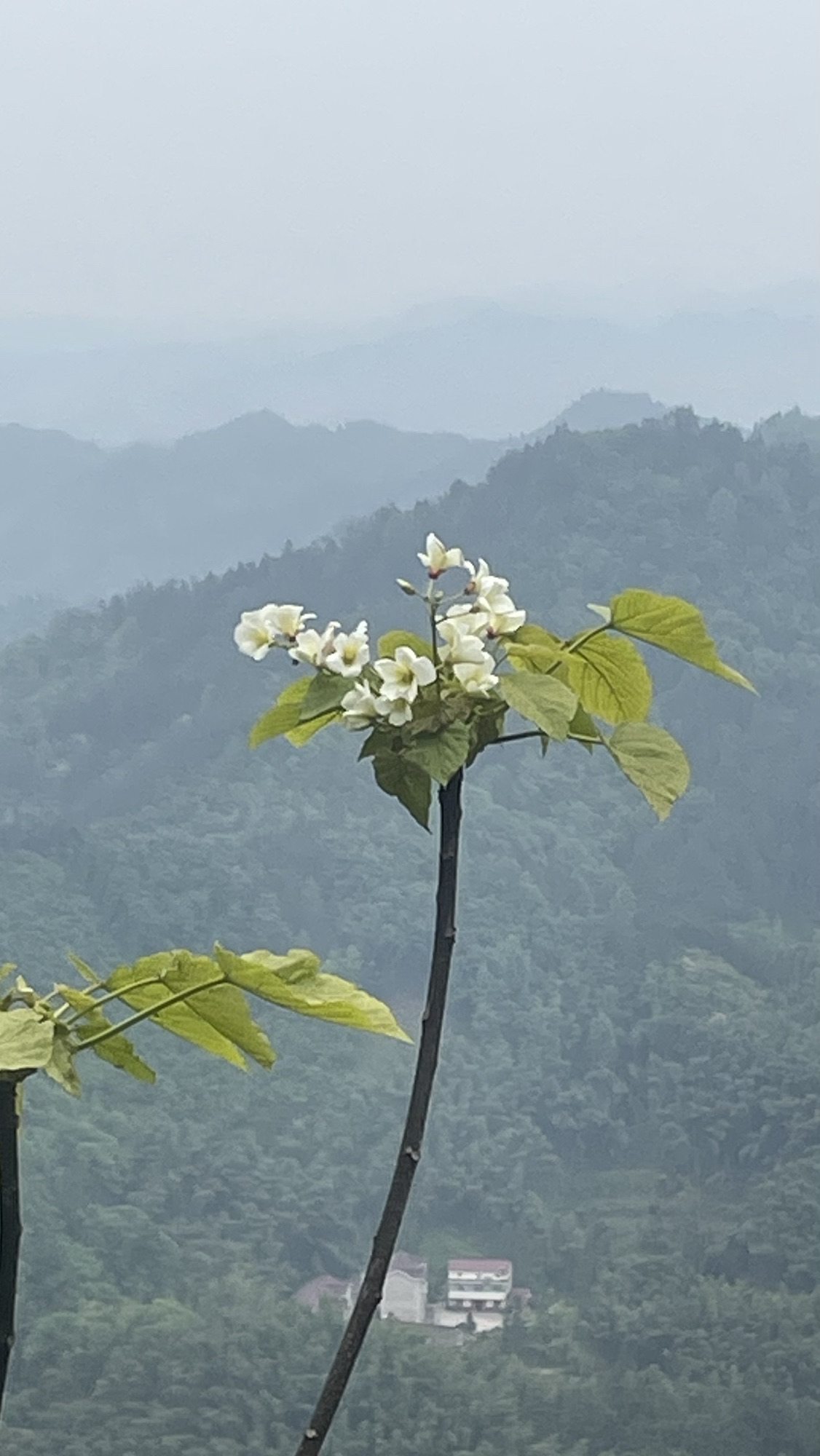 舒城县望母山旅游风景区旅行图片 2
