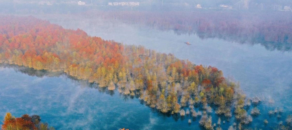 落羽杉摄影观景平台旅行图片 3