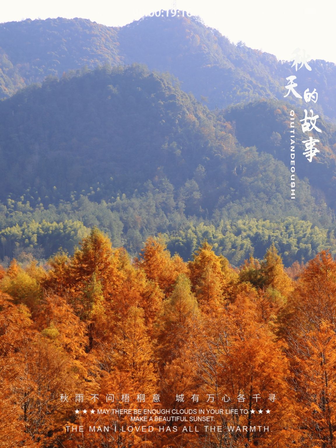 落羽杉摄影观景平台旅行图片 2