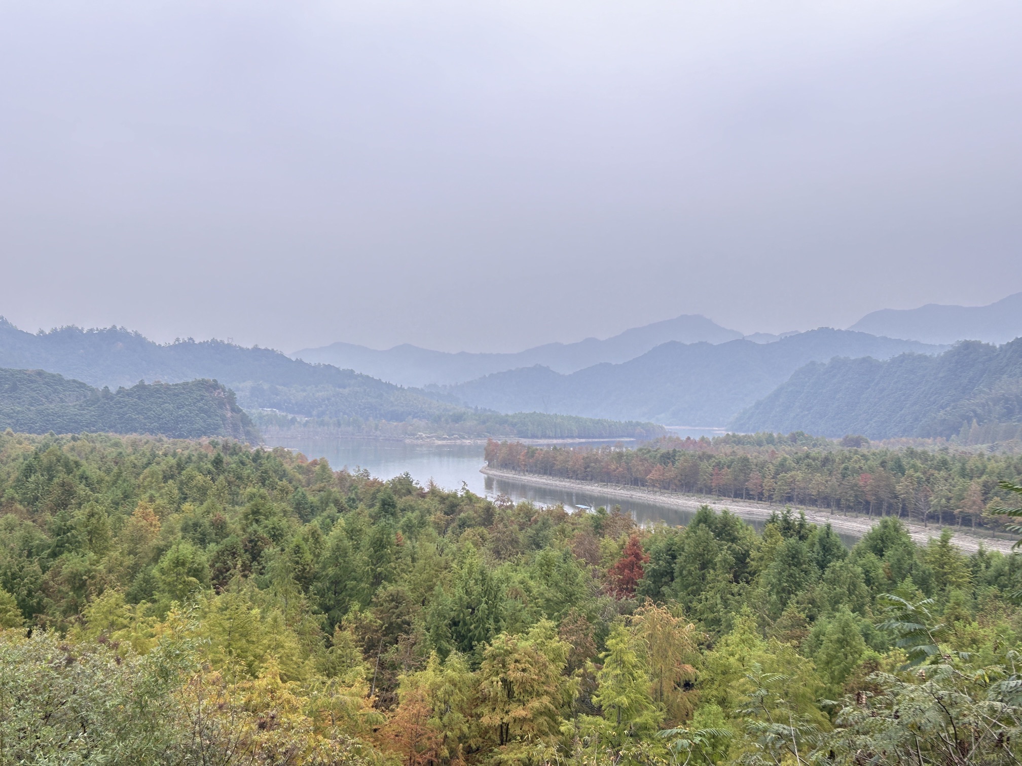落羽杉摄影观景平台旅行图片 1