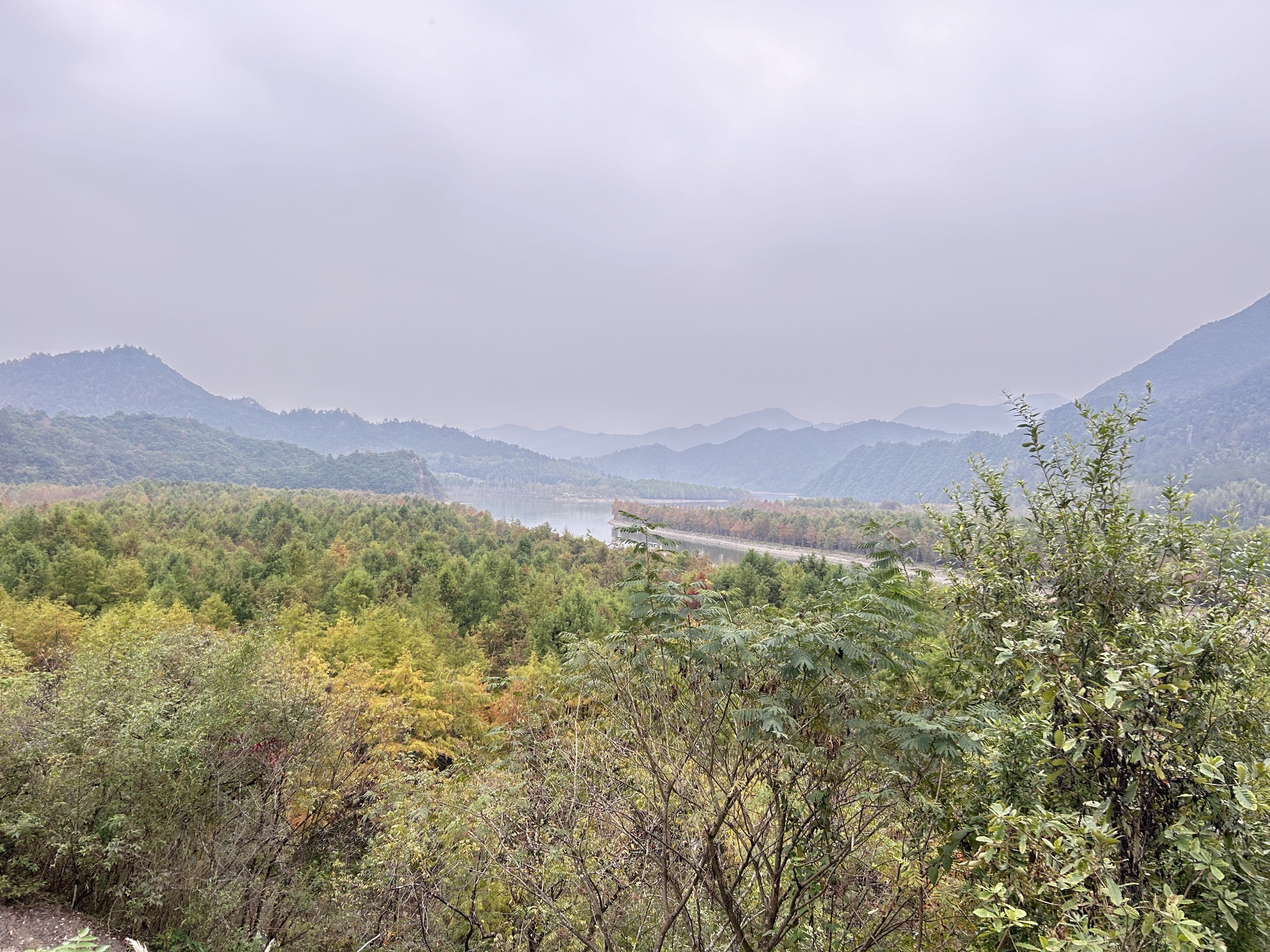落羽杉摄影观景平台旅行图片 2