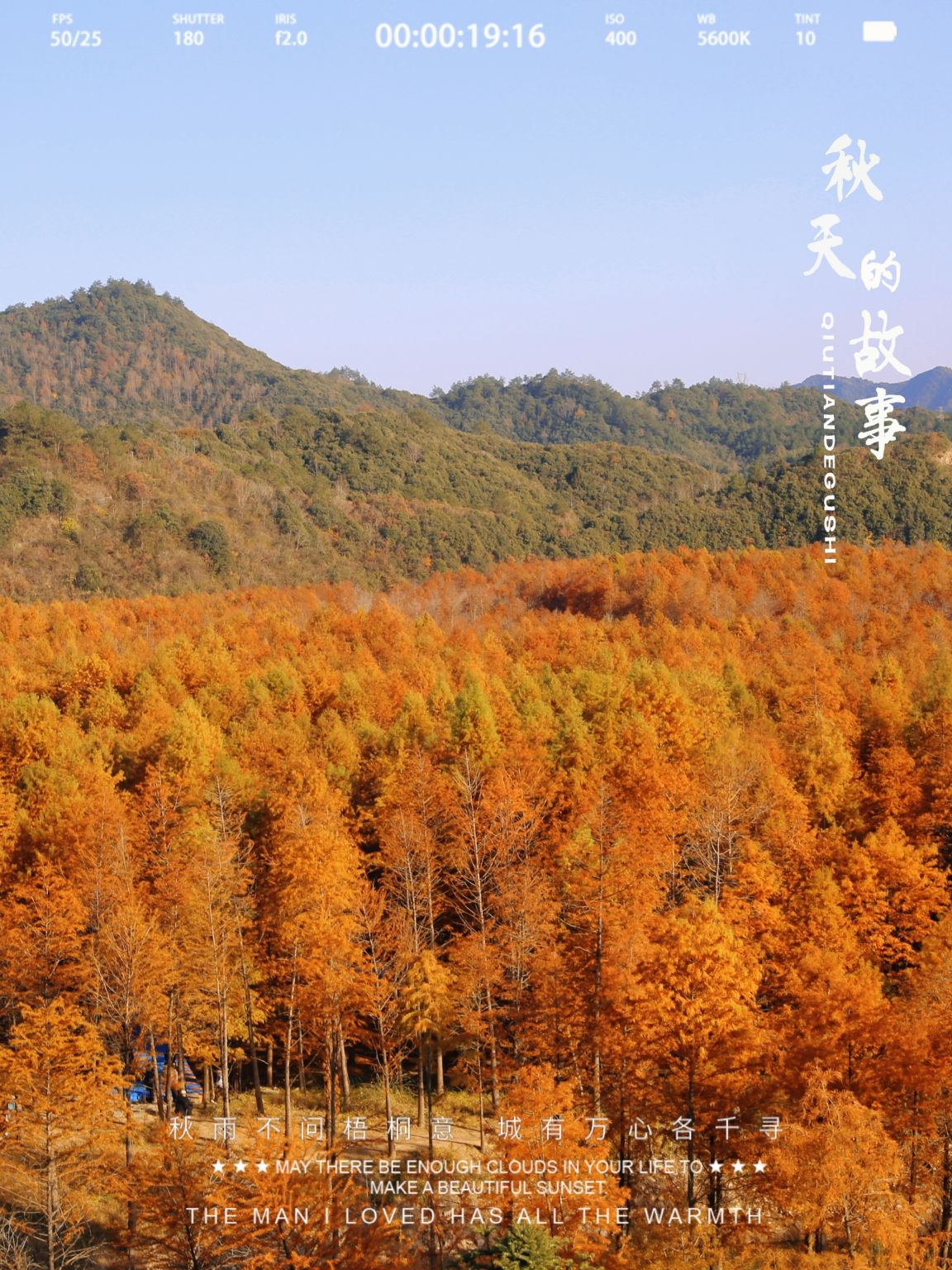落羽杉摄影观景平台旅行图片 3