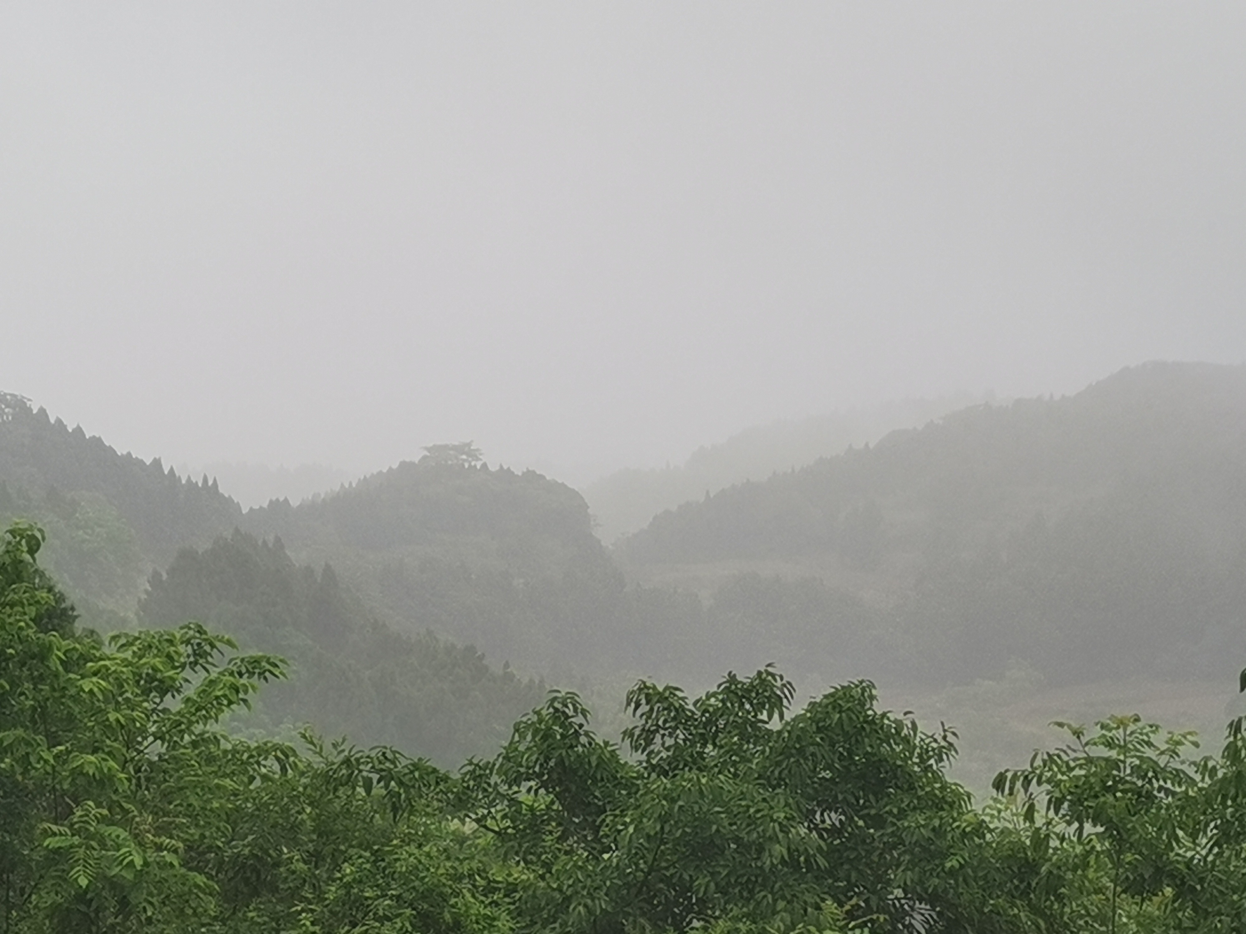 大高观