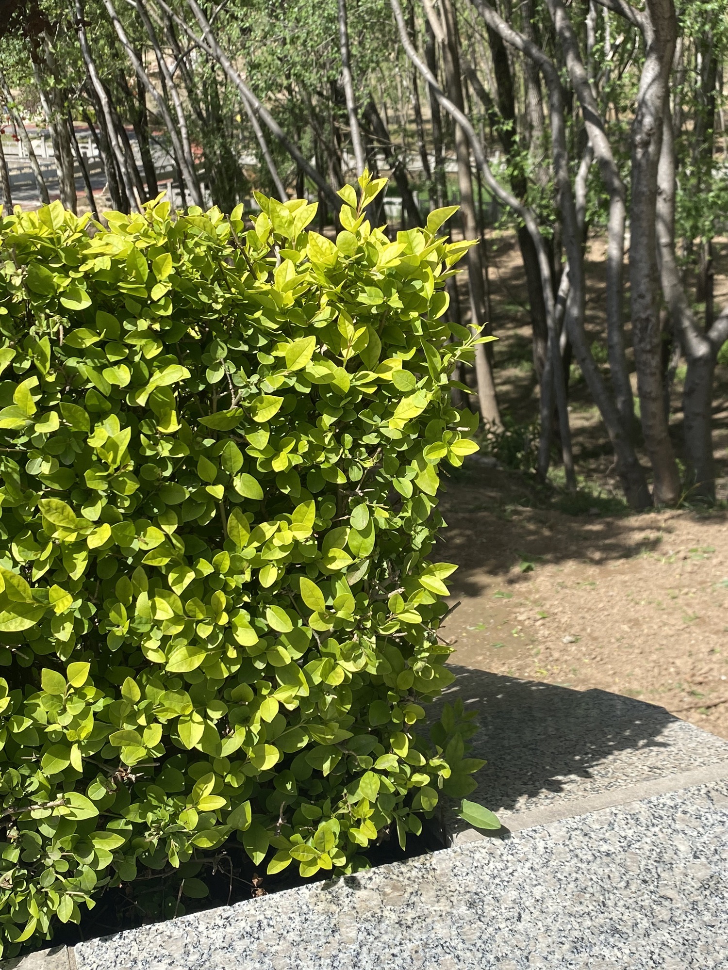 黎侯公园旅行图片 1