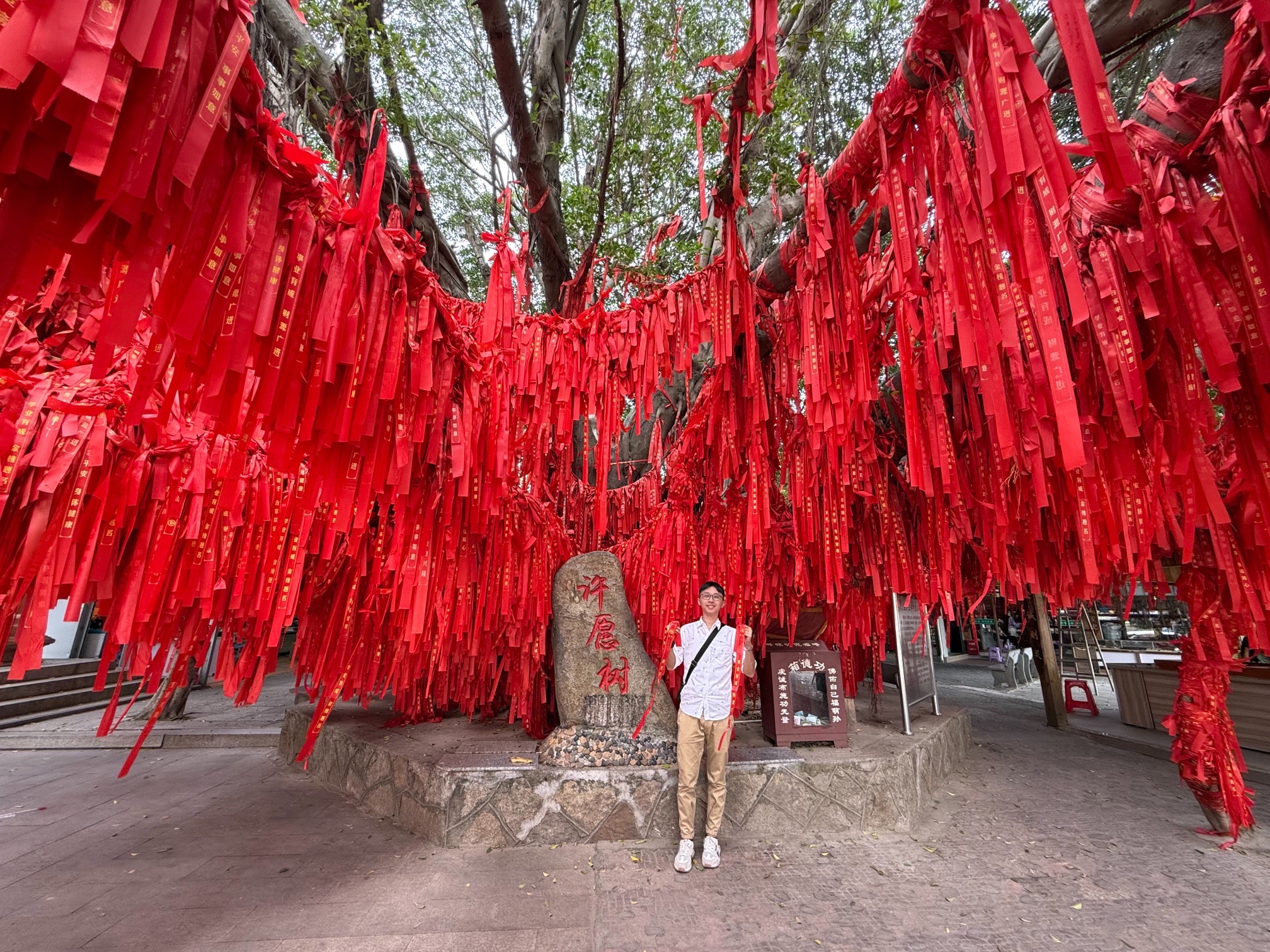 许愿树旅行图片 2