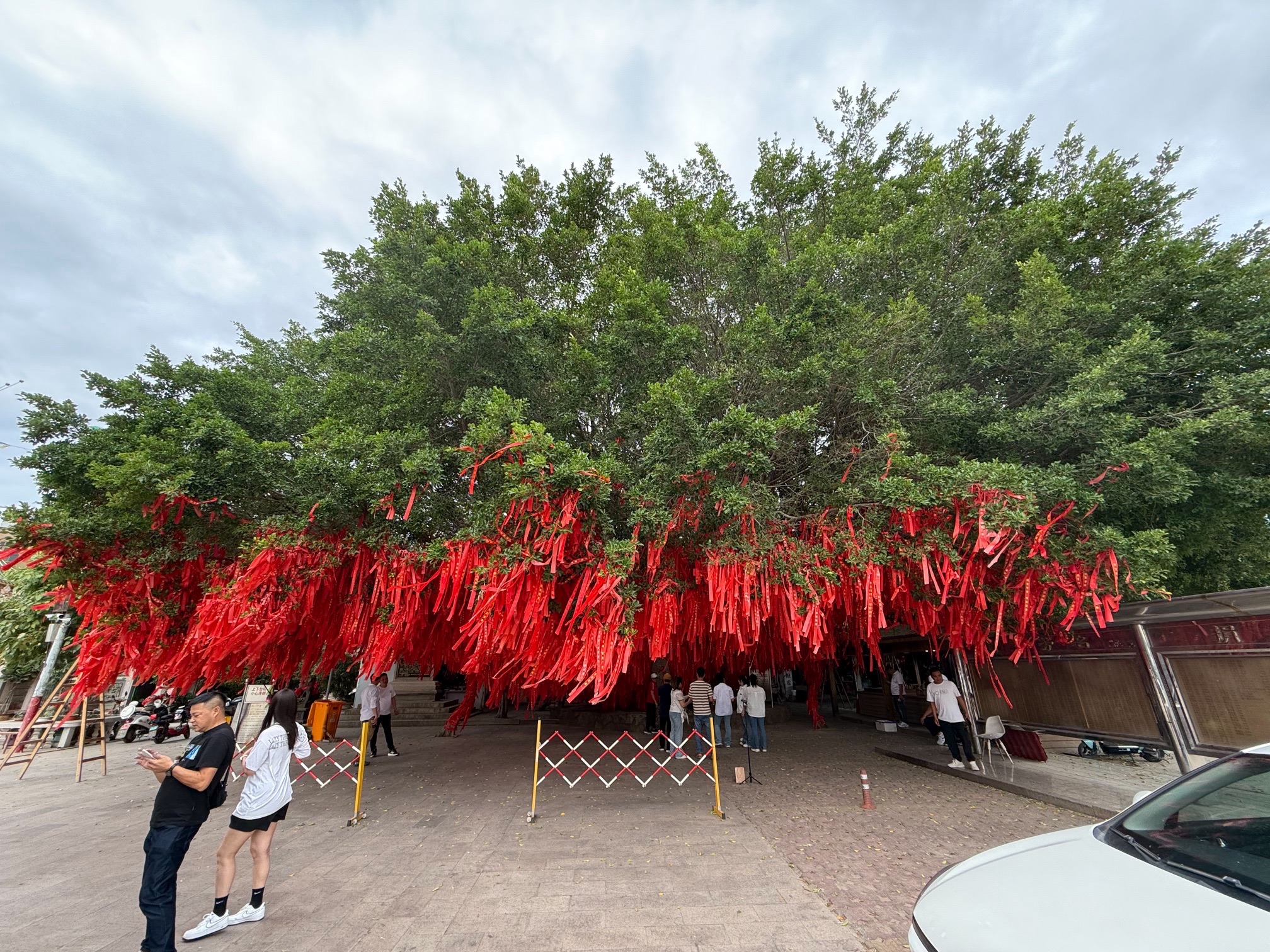 许愿树旅行图片 1