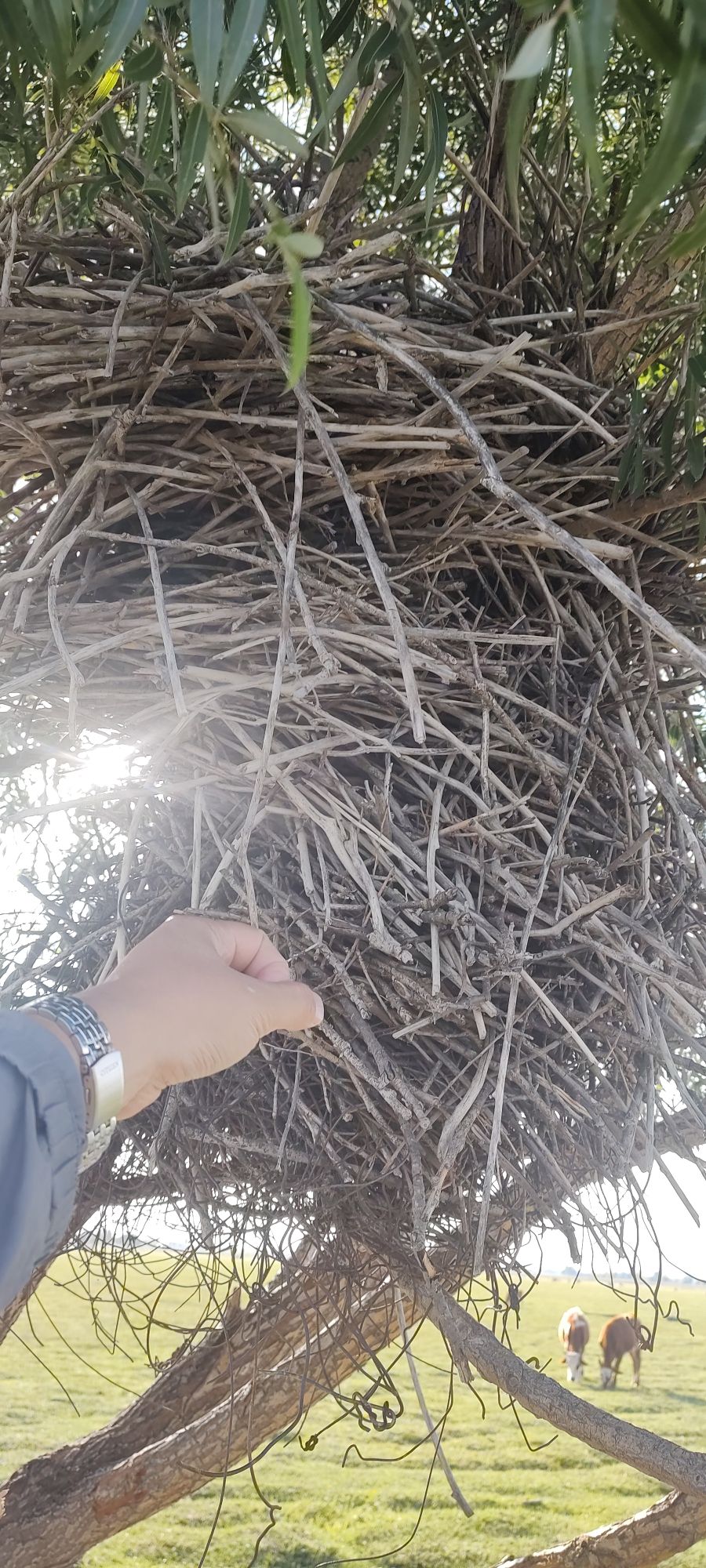 圣湖草原巴音淖尔旅行图片 3