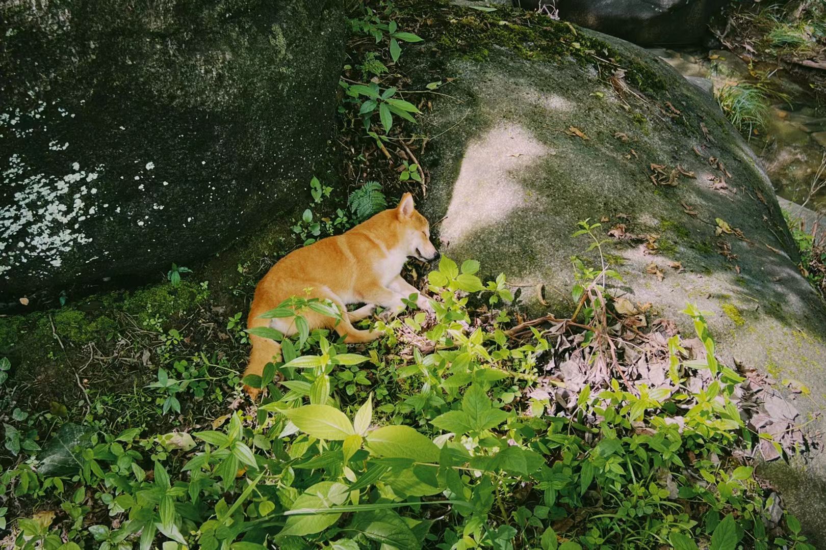 西溪磐石大峡谷旅行图片 3