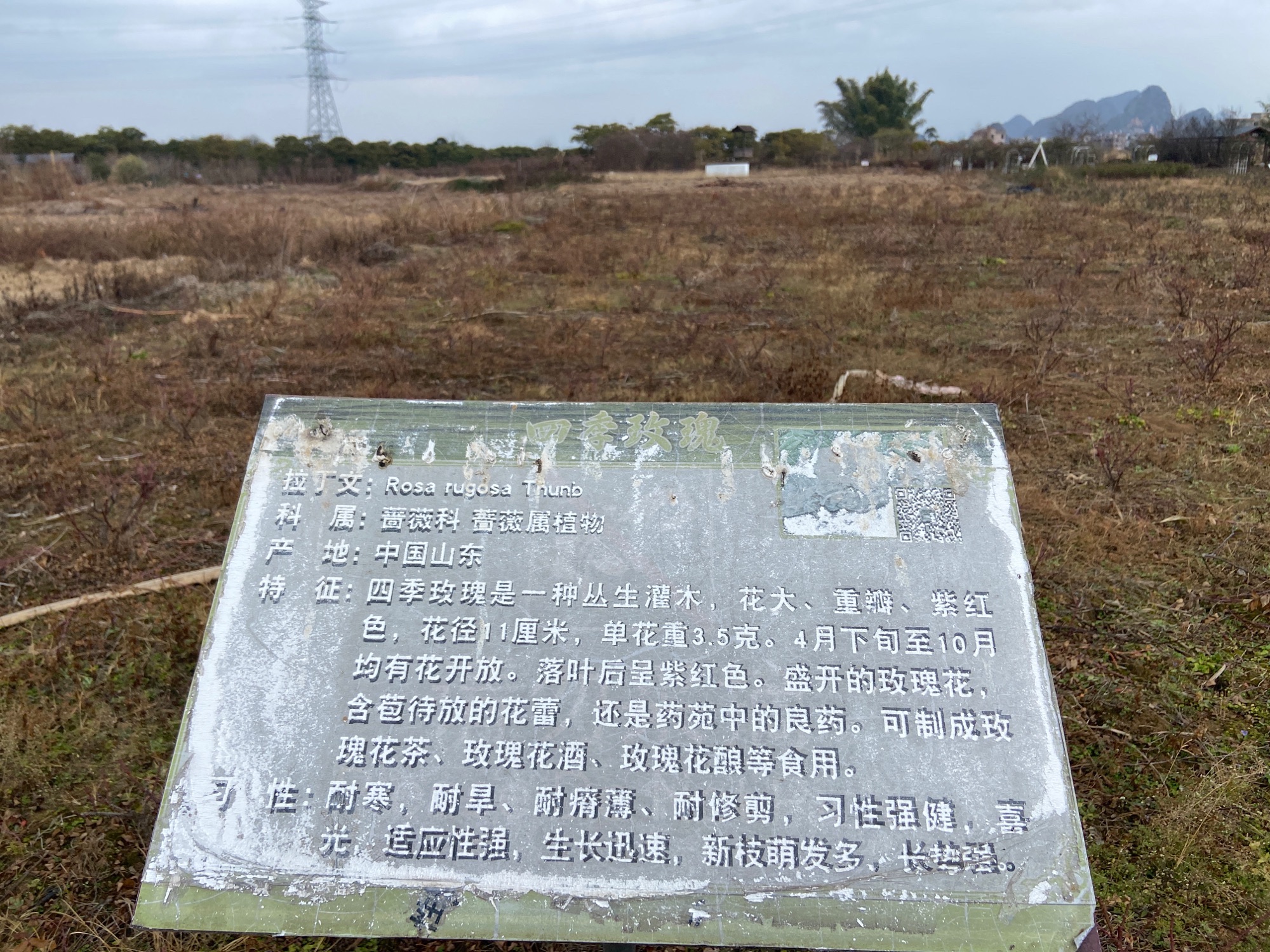 龙景玫瑰园旅行图片 1