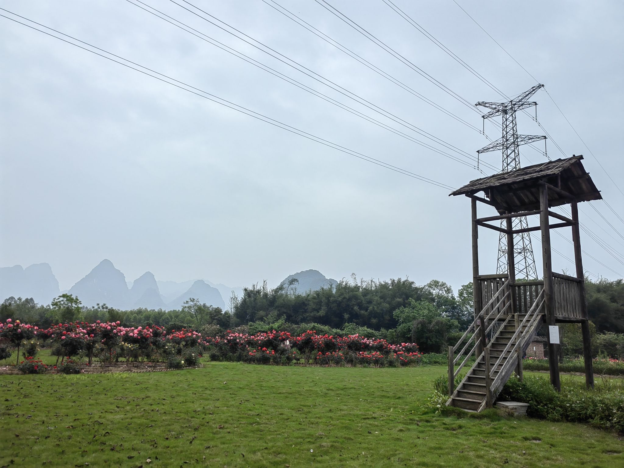 龙景玫瑰园旅行图片 3