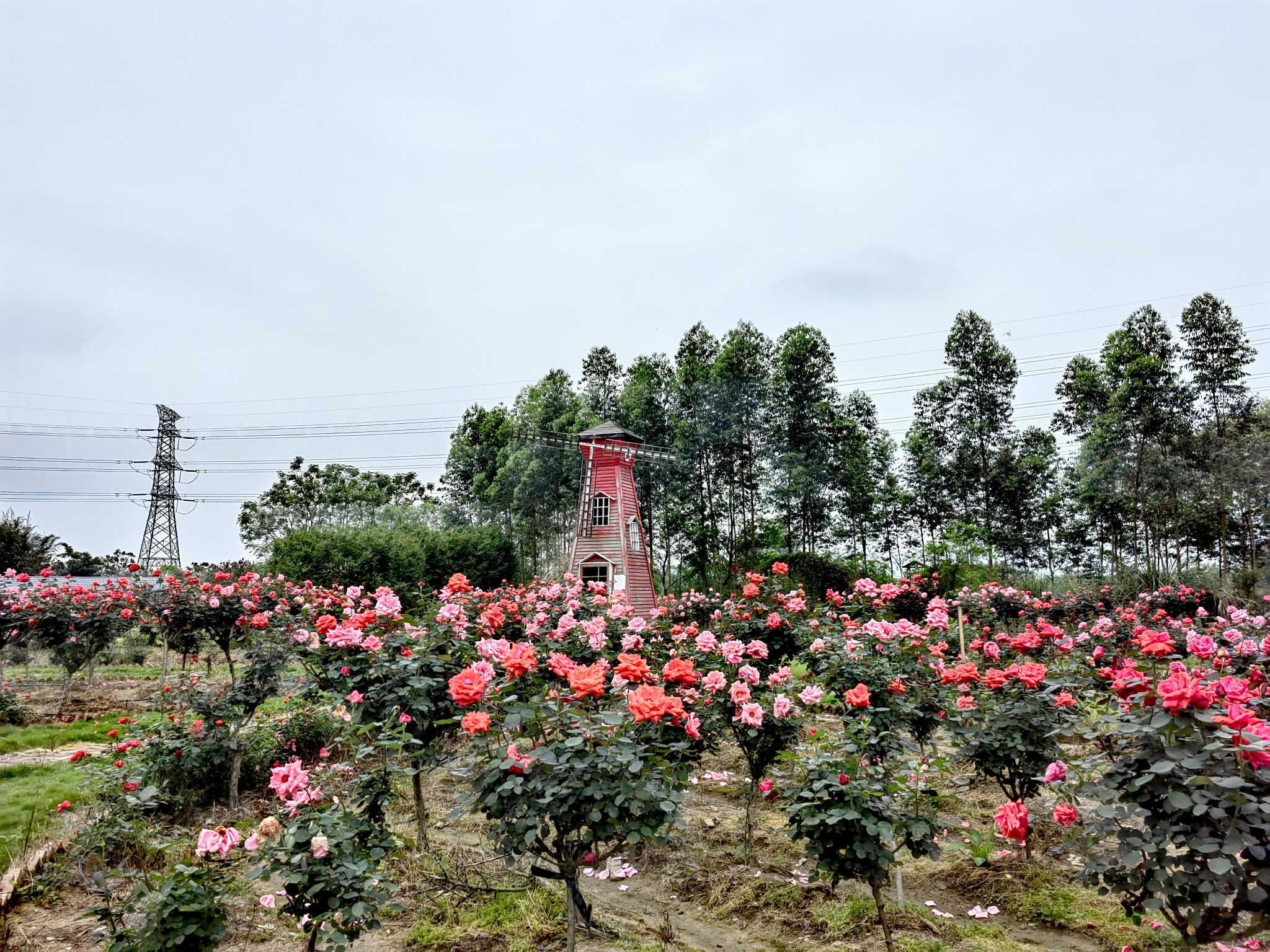 龙景玫瑰园旅行图片 2
