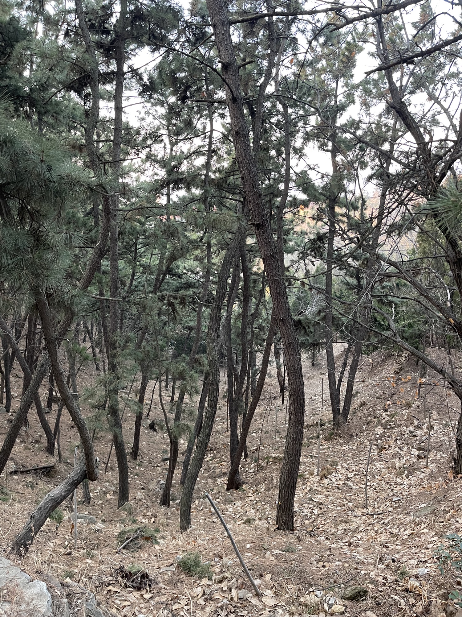 古陌岭健康主题公园旅行图片 3