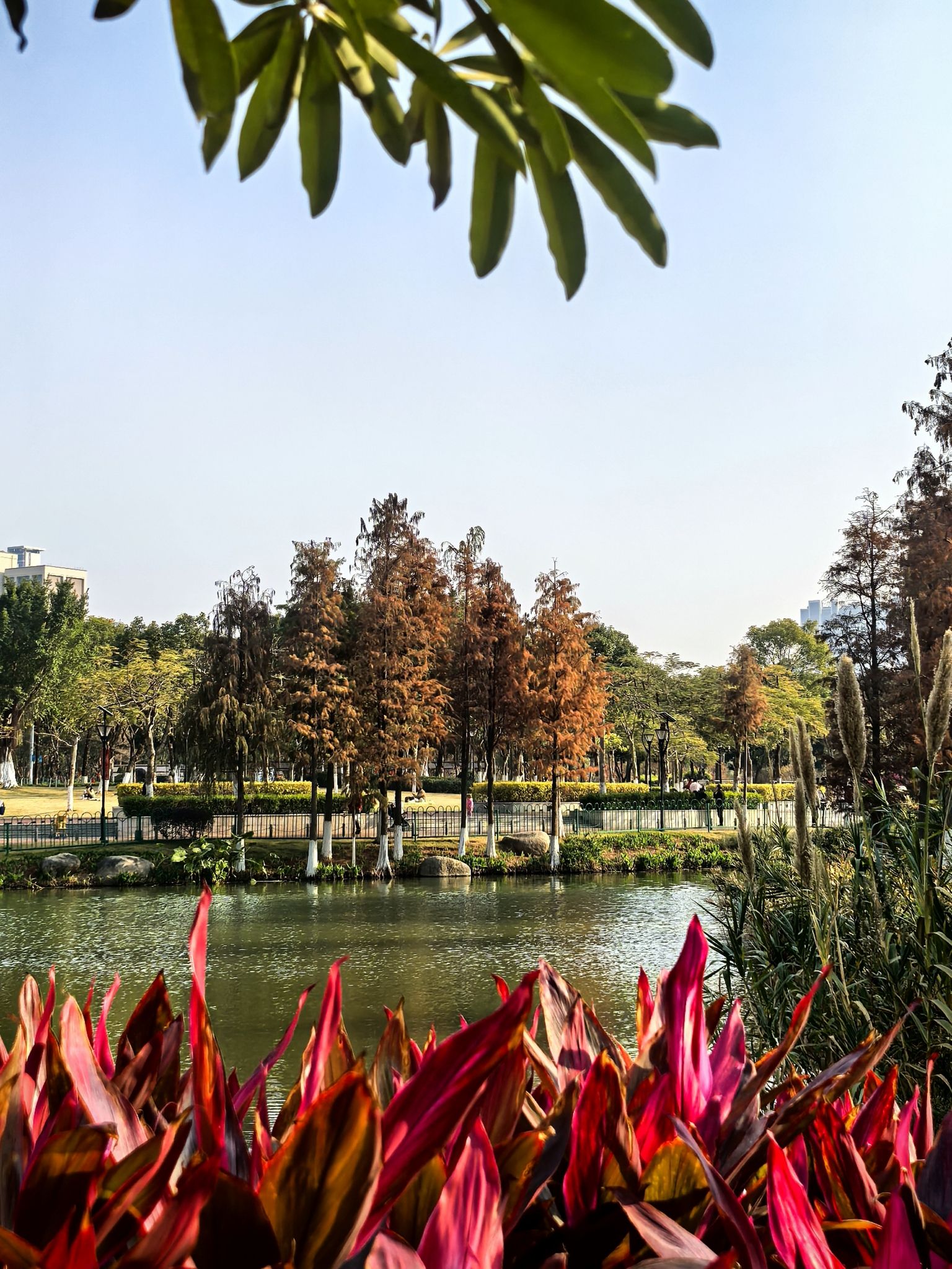 鼓锣公园旅行图片 3
