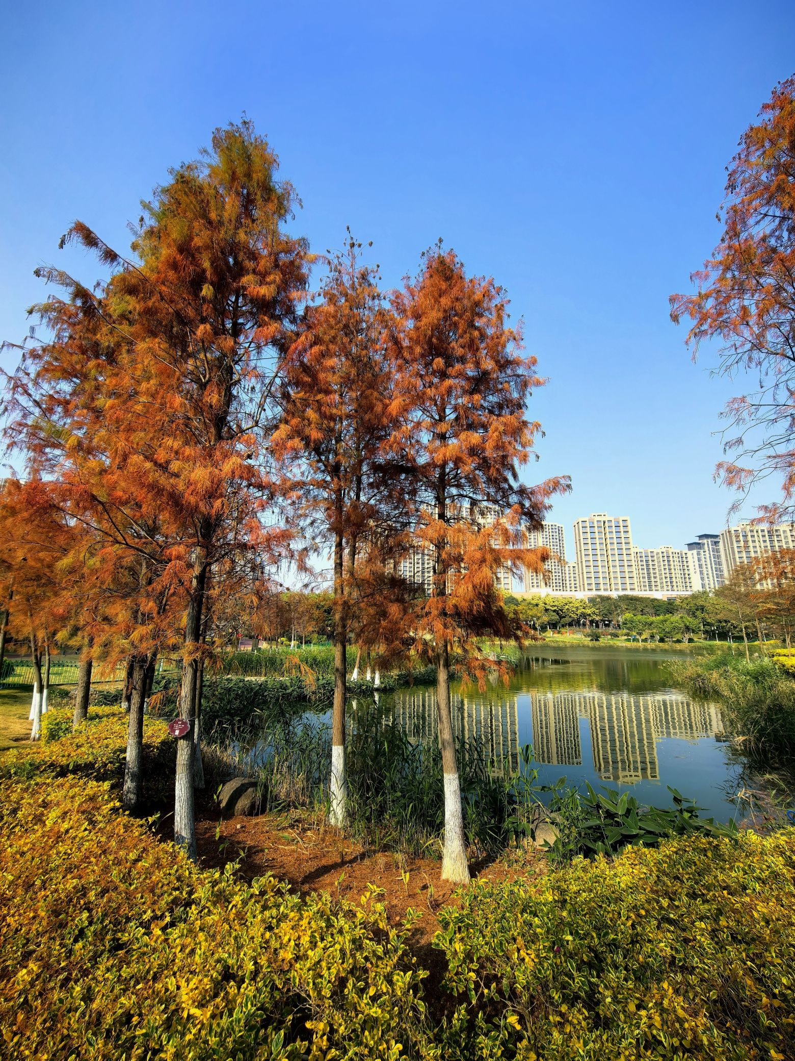 鼓锣公园旅行图片 2