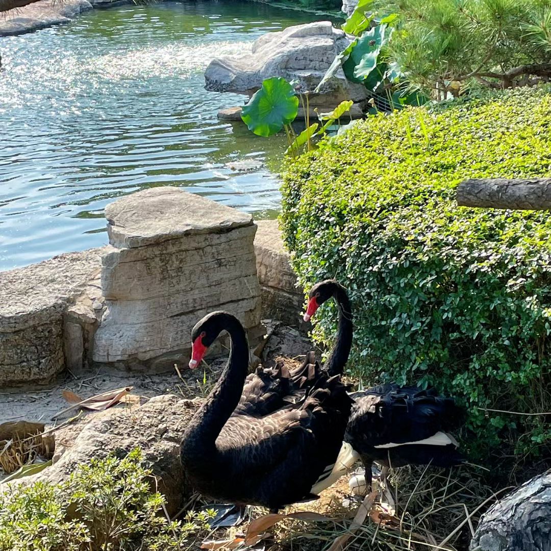 琅琊园旅行图片 2