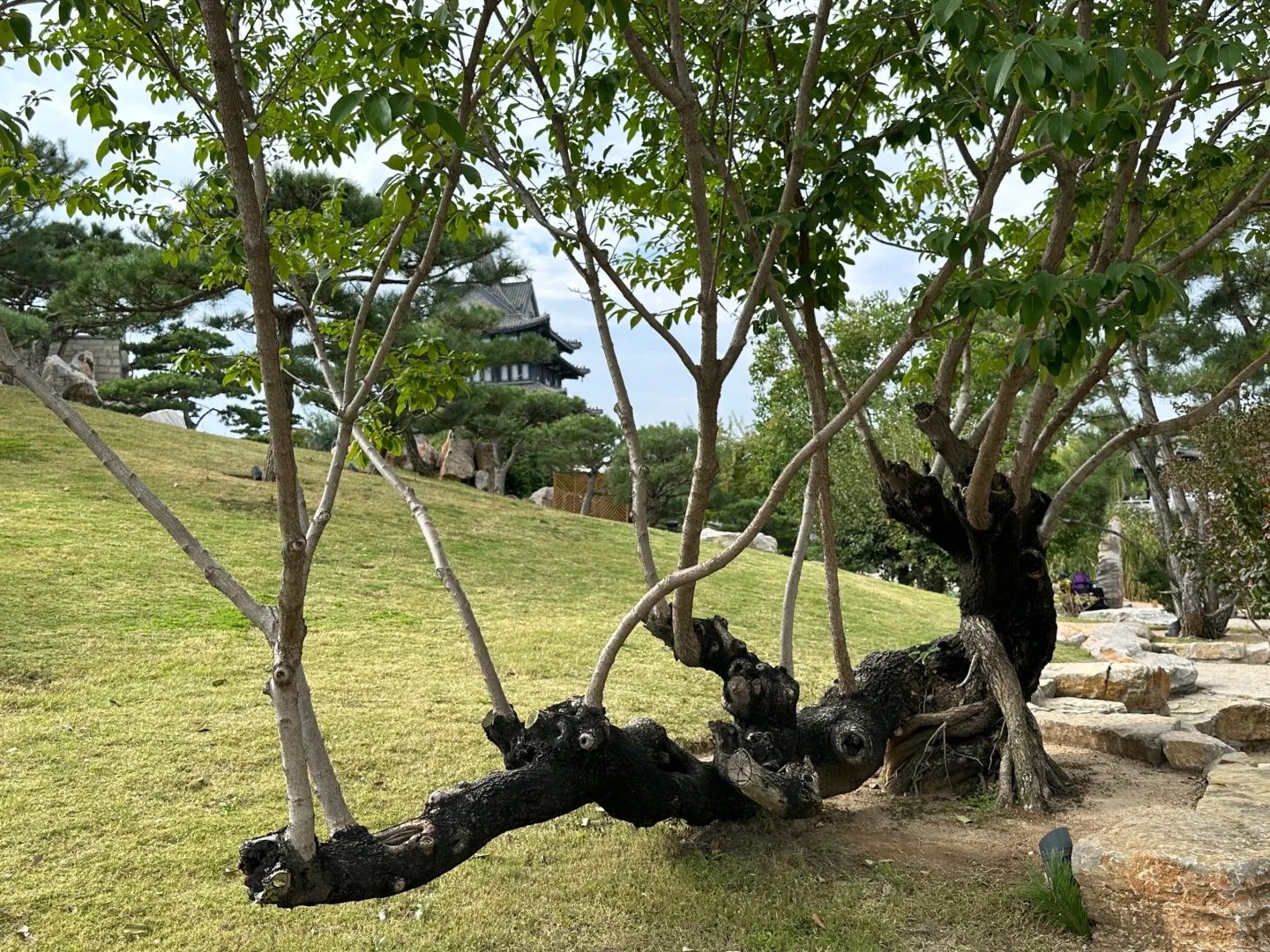 琅琊园旅行图片 2