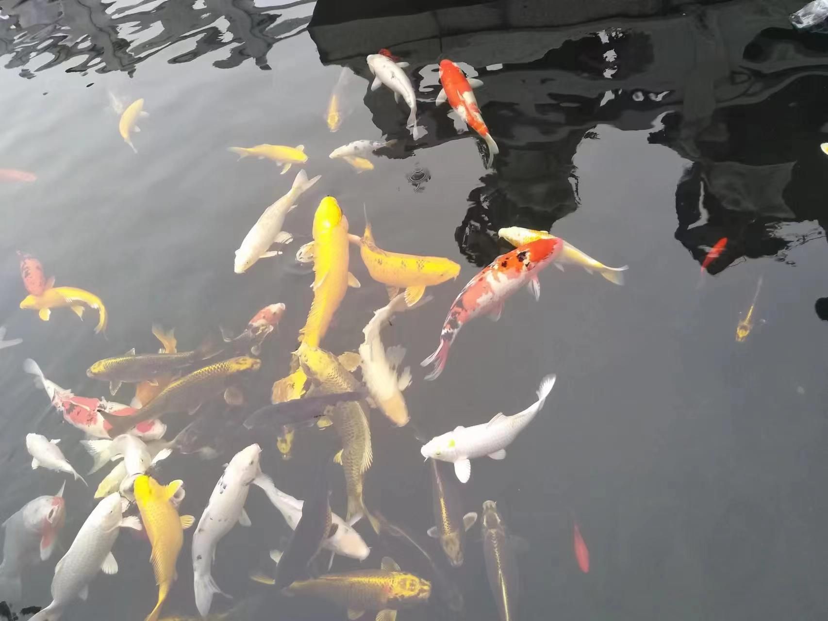 琅琊园旅行图片 2