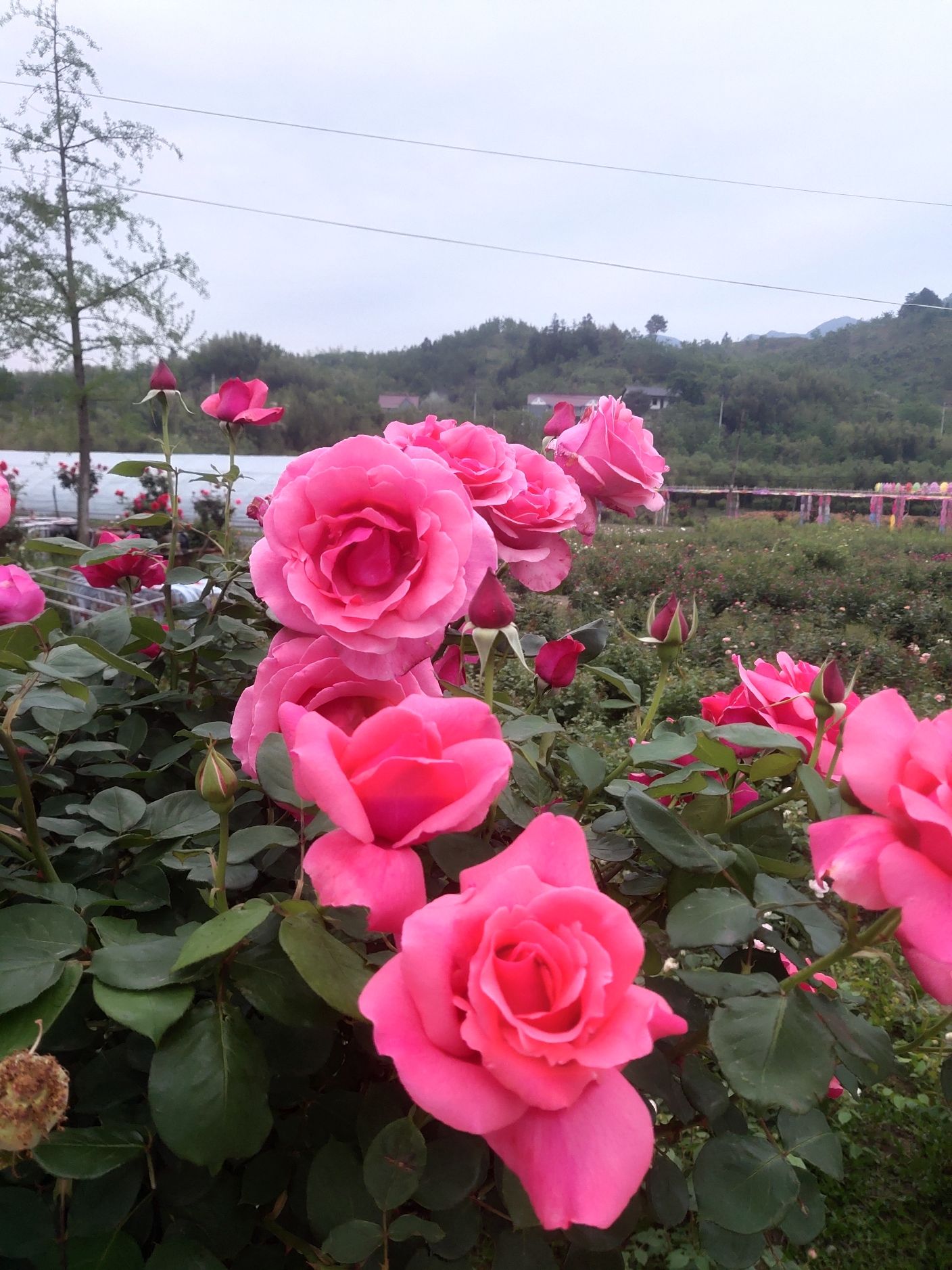 云梯花溪谷旅行图片 3