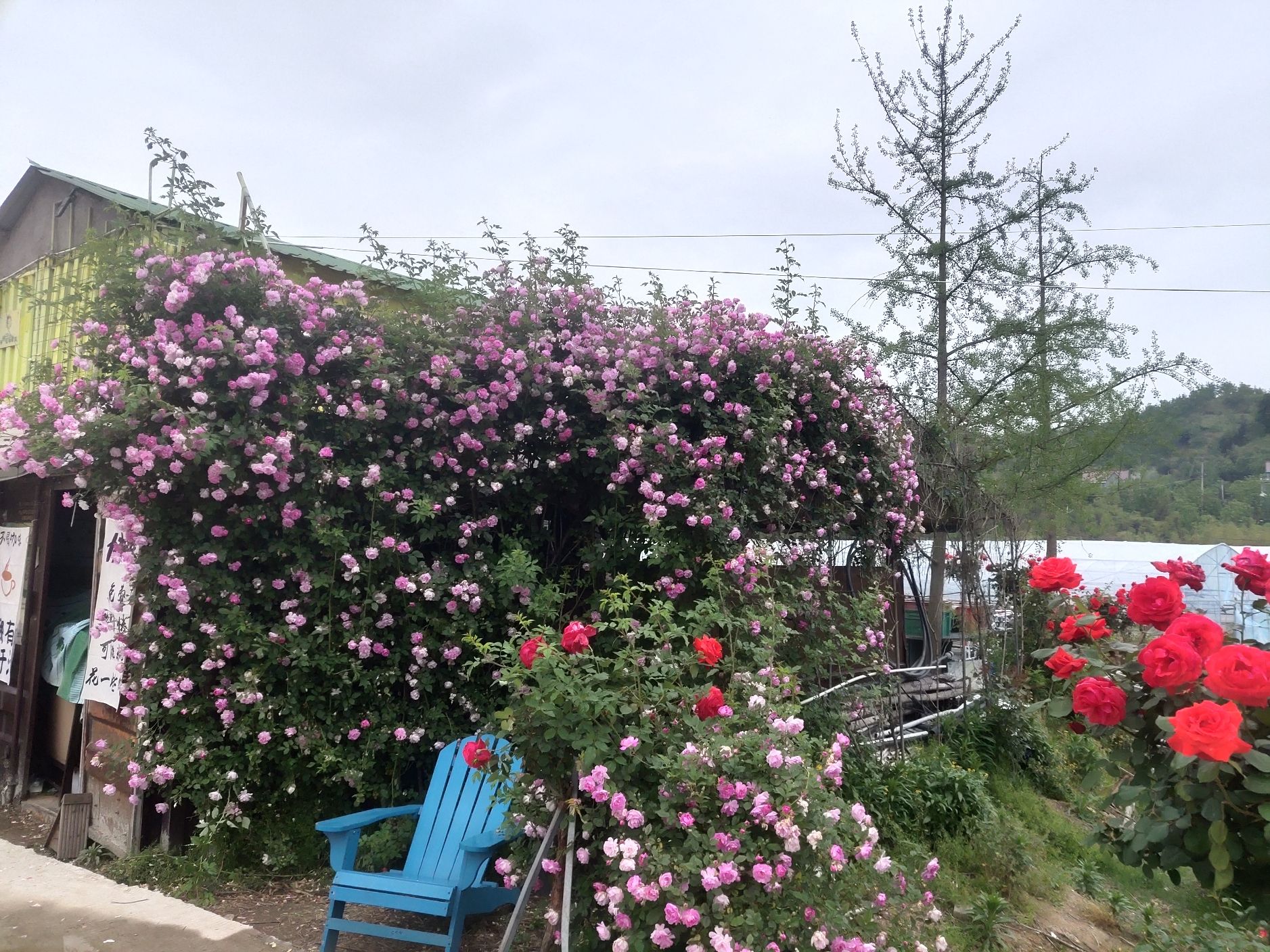 云梯花溪谷旅行图片 2